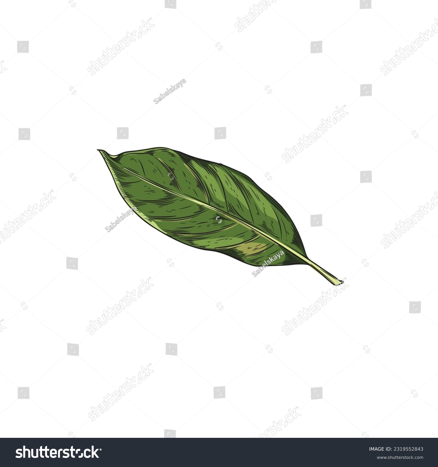 SVG of Hand drawn single bay leaf. One green tea leave. Full color vector realistic sketch illustration of bay leave isolated on white background. Herbs, spices, natural flavors concept svg