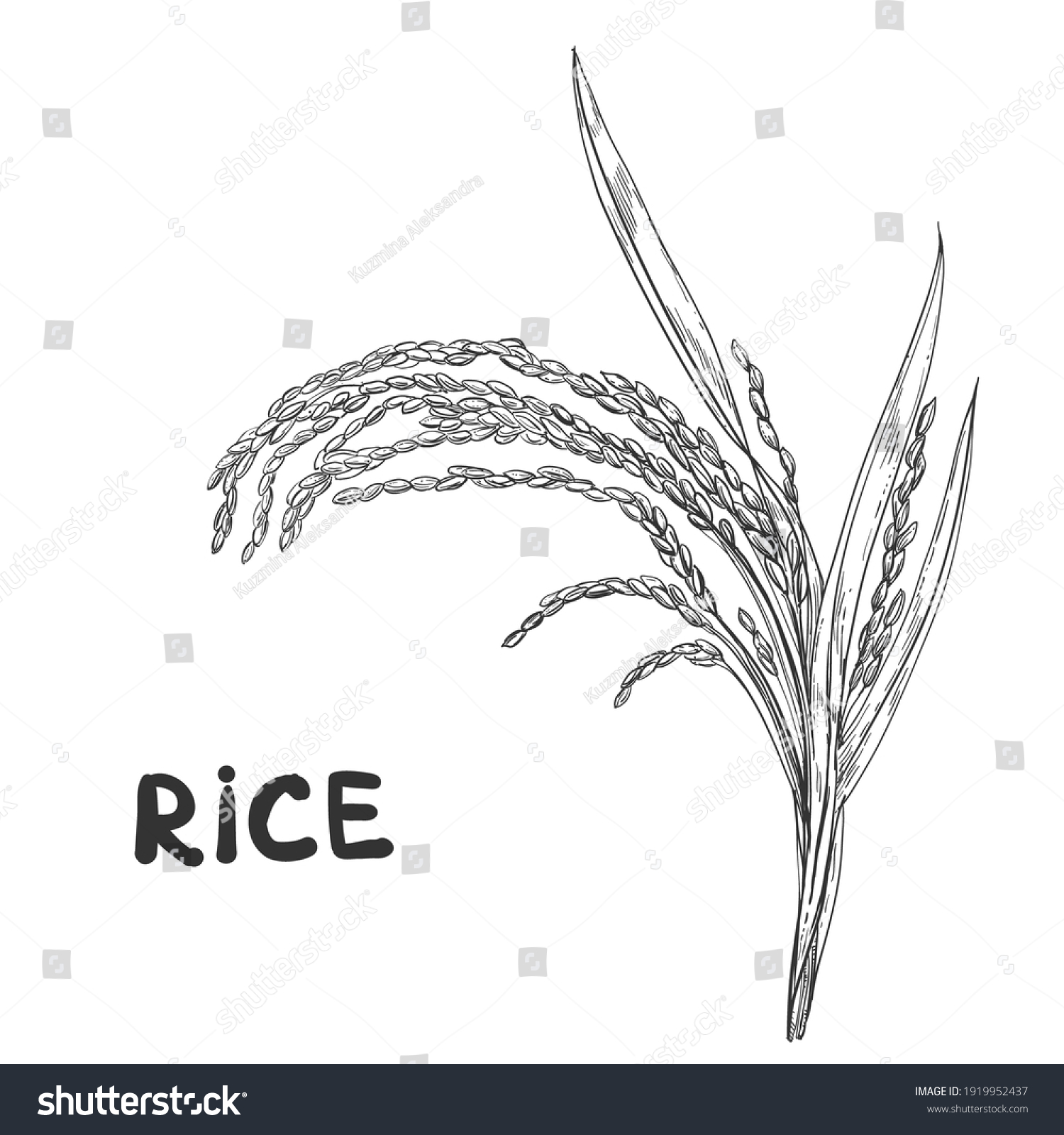 31,009 Drawing rice Images, Stock Photos & Vectors | Shutterstock