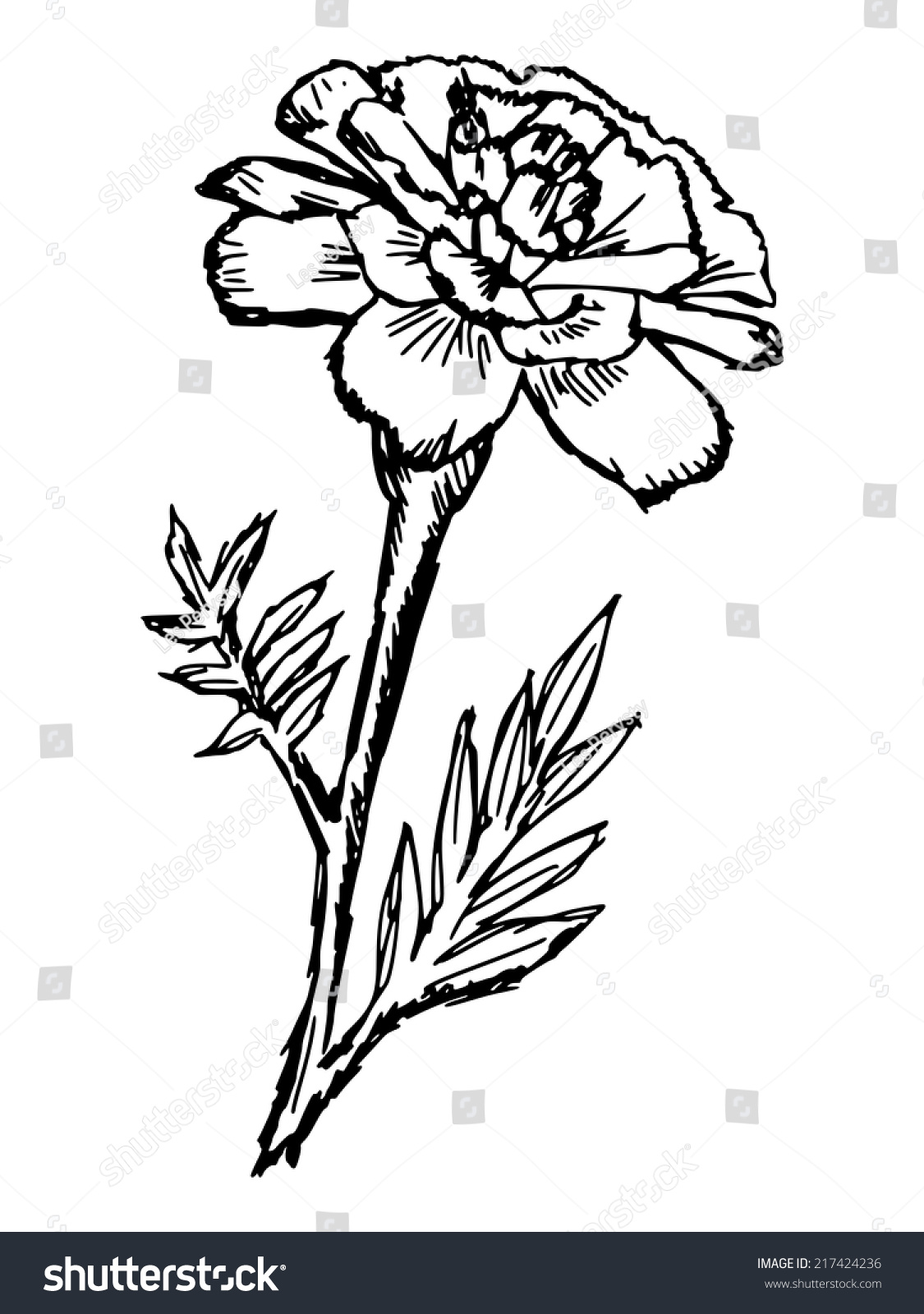 Hand Drawn Sketch Illustration Marigold Stock Vector 217424236