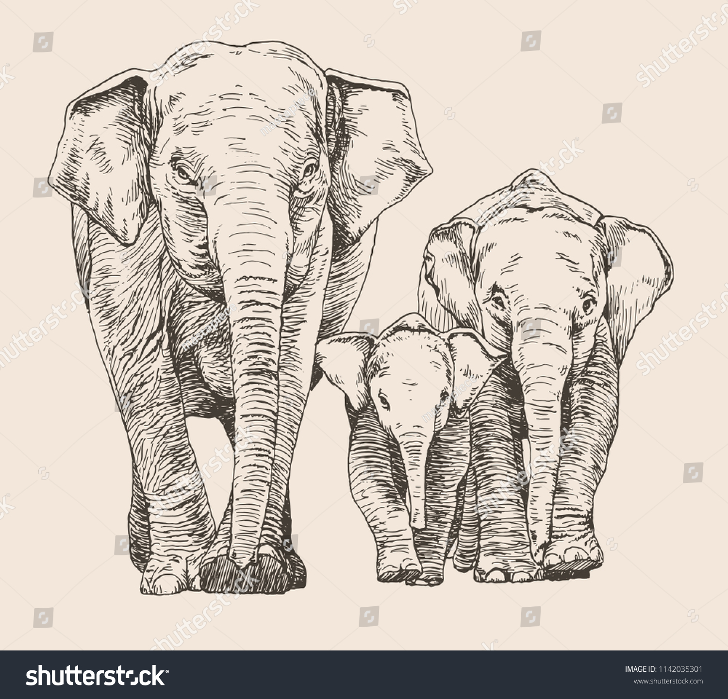 Hand Drawn Sketch Elephant Family Walking Stock Vector Royalty Free