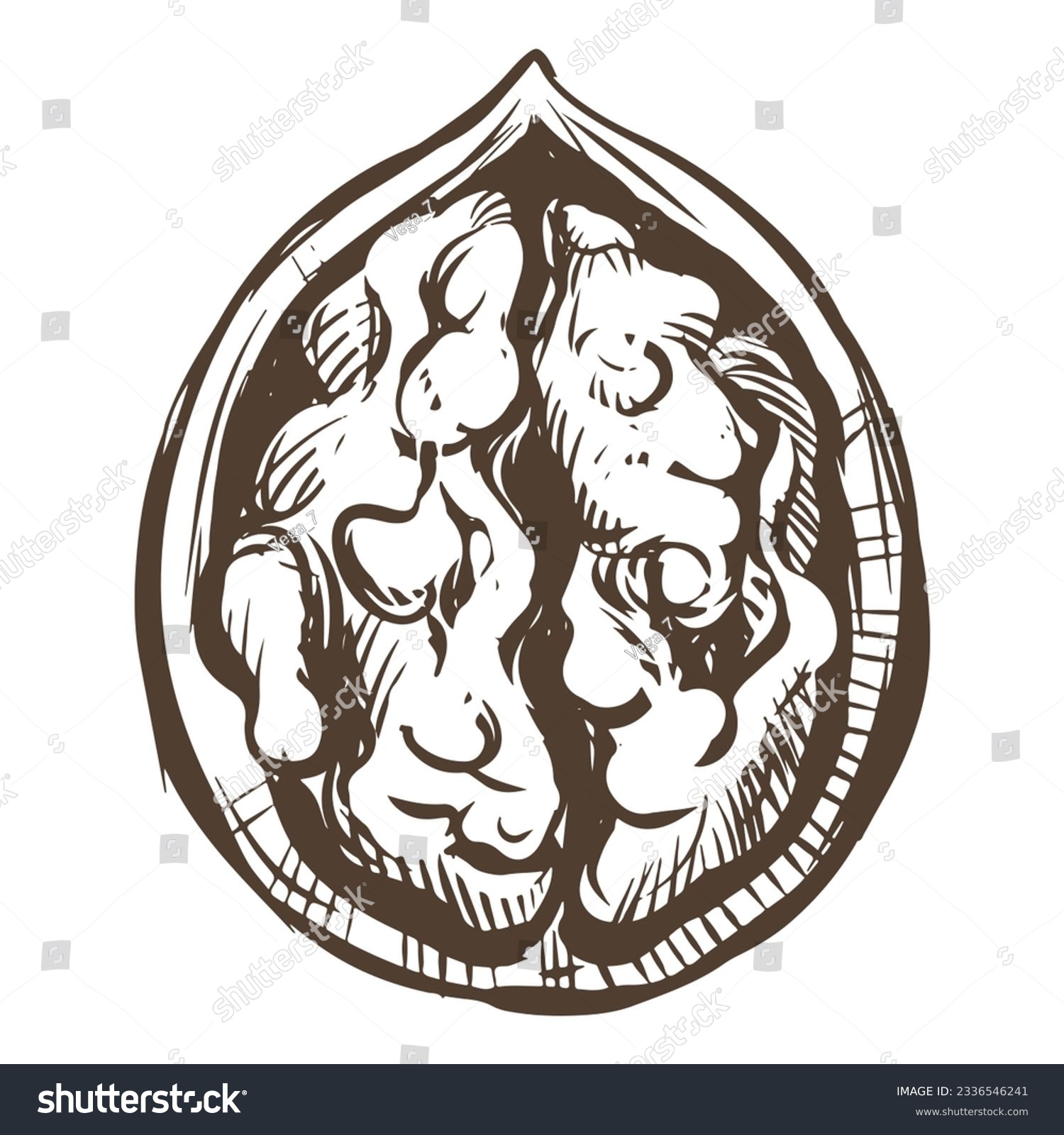 recommend clip art: Hand-drawn sketch of walnuts vector illustration. Open walnut kernels and shells sketch icons. Fresh organic food. Vegetarian diet snack. Black and white nut pattern. Isolated on white background.