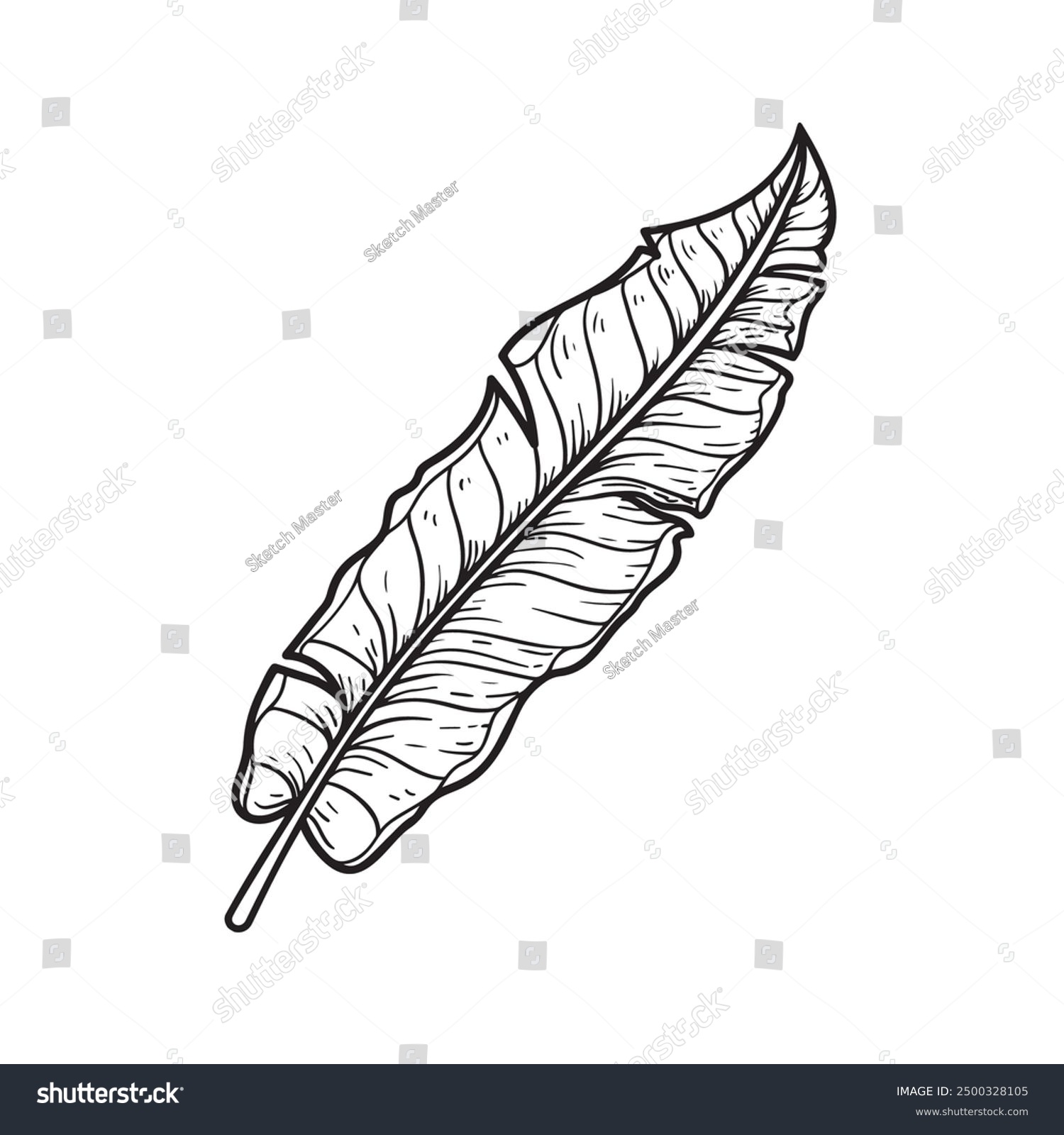 recommend clip art: Hand drawn sketch style banana leaf. Best for wedding save date, envelope, valentine, for party, holiday decor. Vector illustrations isolated on white.