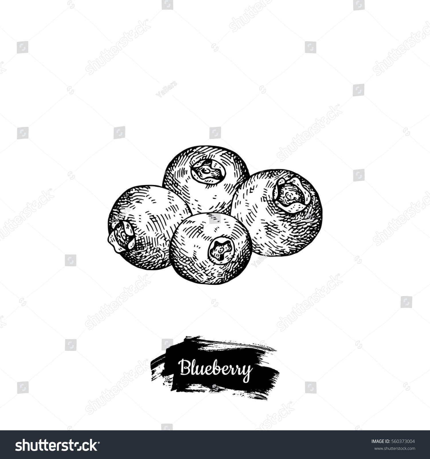 Hand Drawn Sketch Style Blueberry Eco Stock Vector (Royalty Free ...