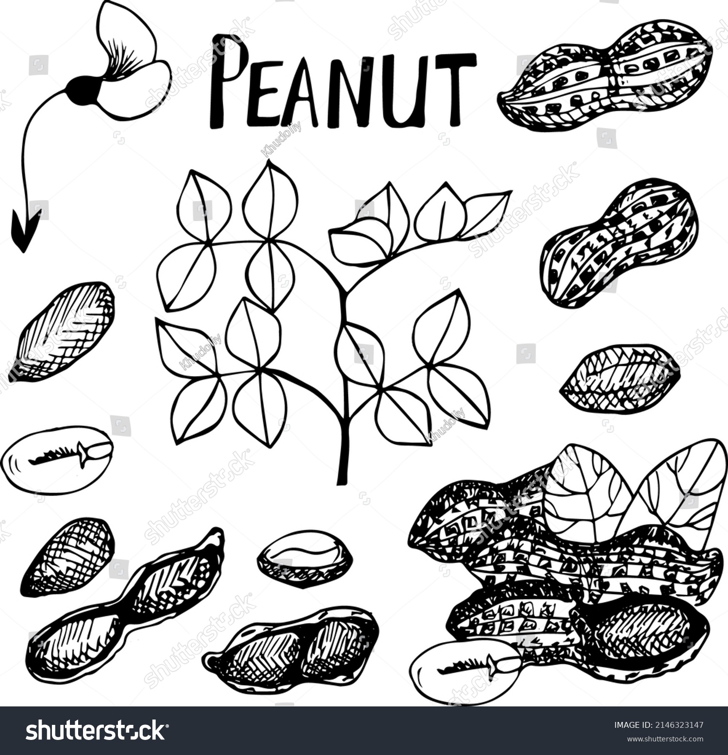 Hand Drawn Sketch Style Peanuts Set Stock Vector (Royalty Free ...