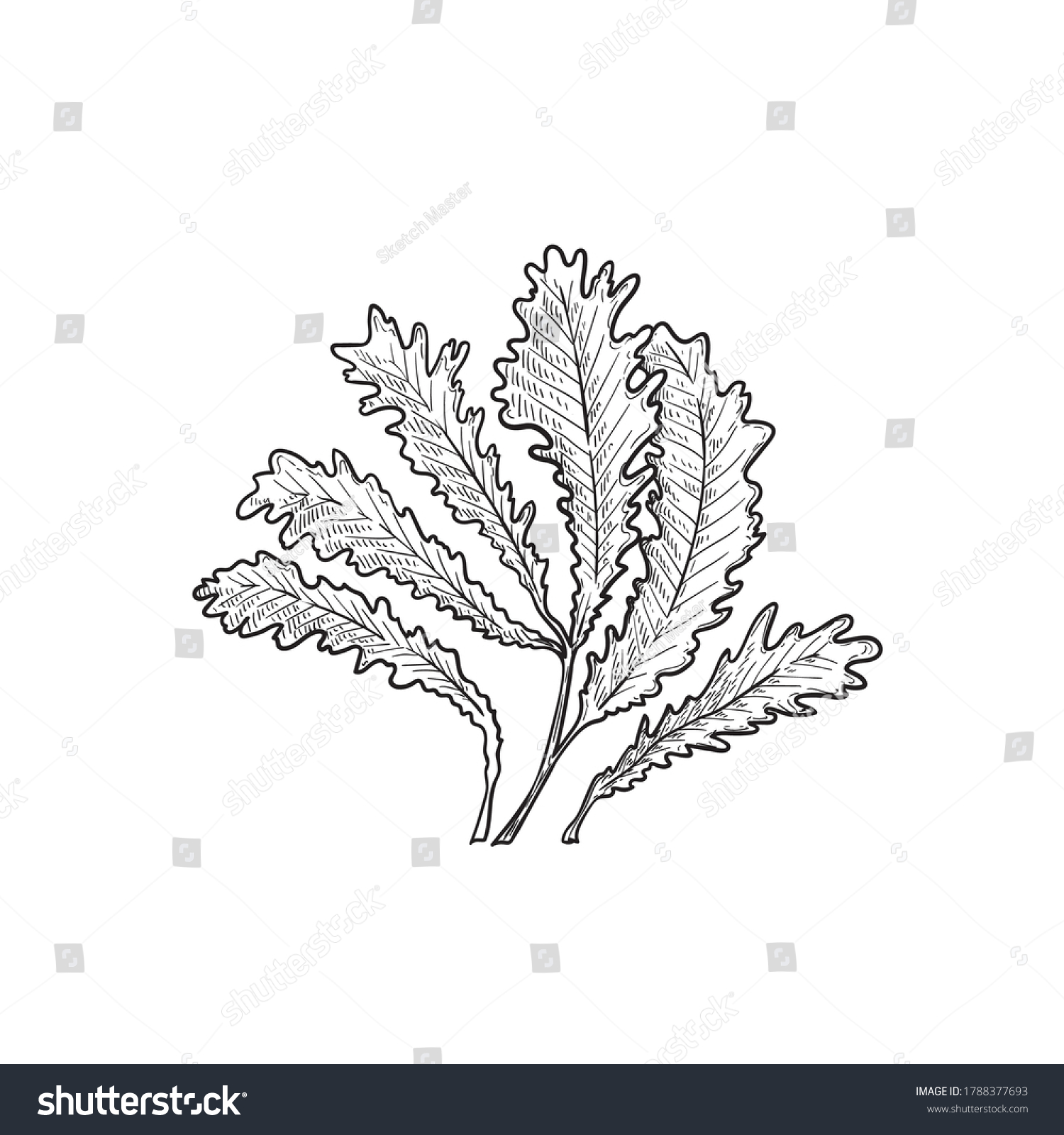 Hand Drawn Sketch Style Seaweed Deep Stock Vector (Royalty Free ...