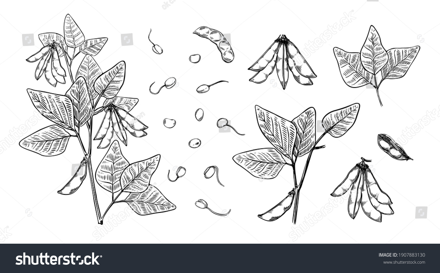 Hand Drawn Soybean Sketch Sprout Plant Stock Vector (Royalty Free ...