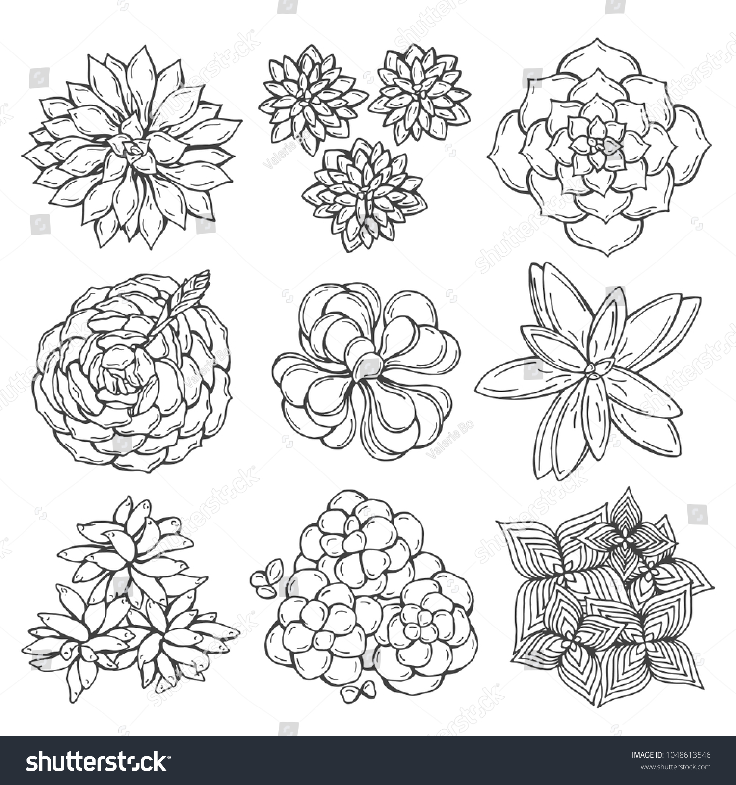 Hand Drawn Succulent Plant Vector Set Stock Vector (Royalty Free ...