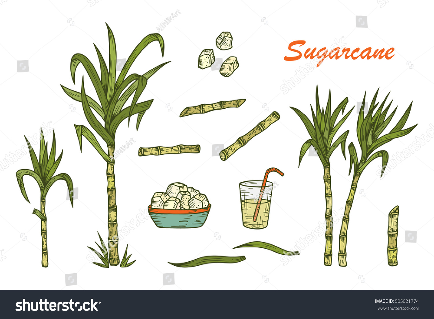 Hand Drawn Sugar Cane Set Sugarcane Stock Vector 505021774 - Shutterstock