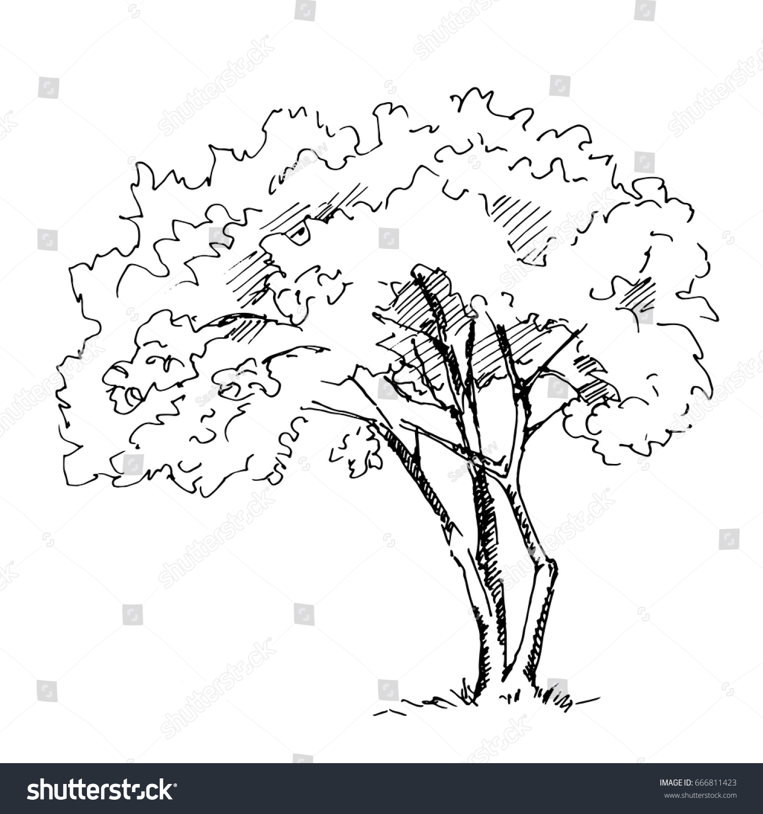 Hand Drawn Tree Isolated On White Stock Vector (Royalty Free) 666811423 ...