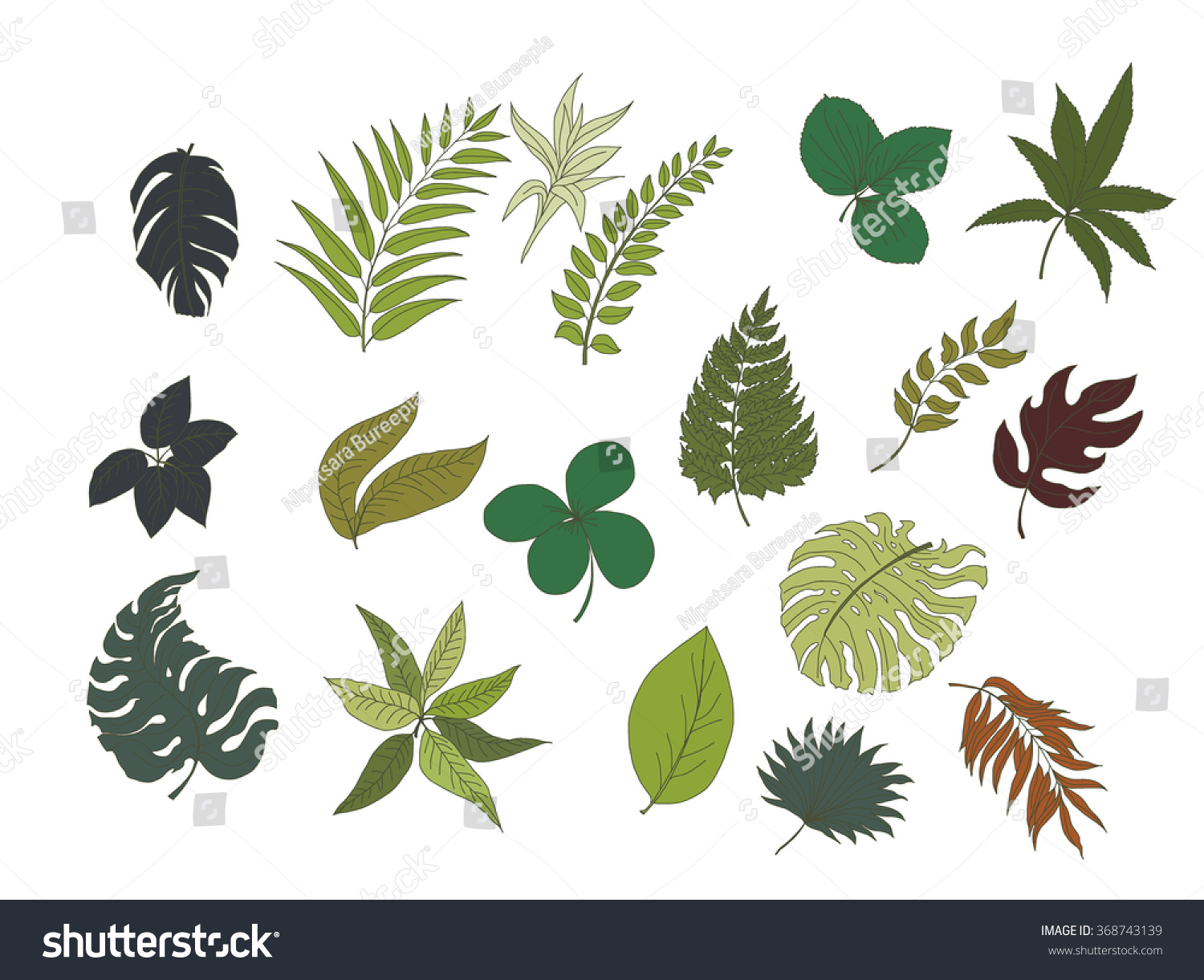 hand drawn tropical leaves collection isolate vector 368743139