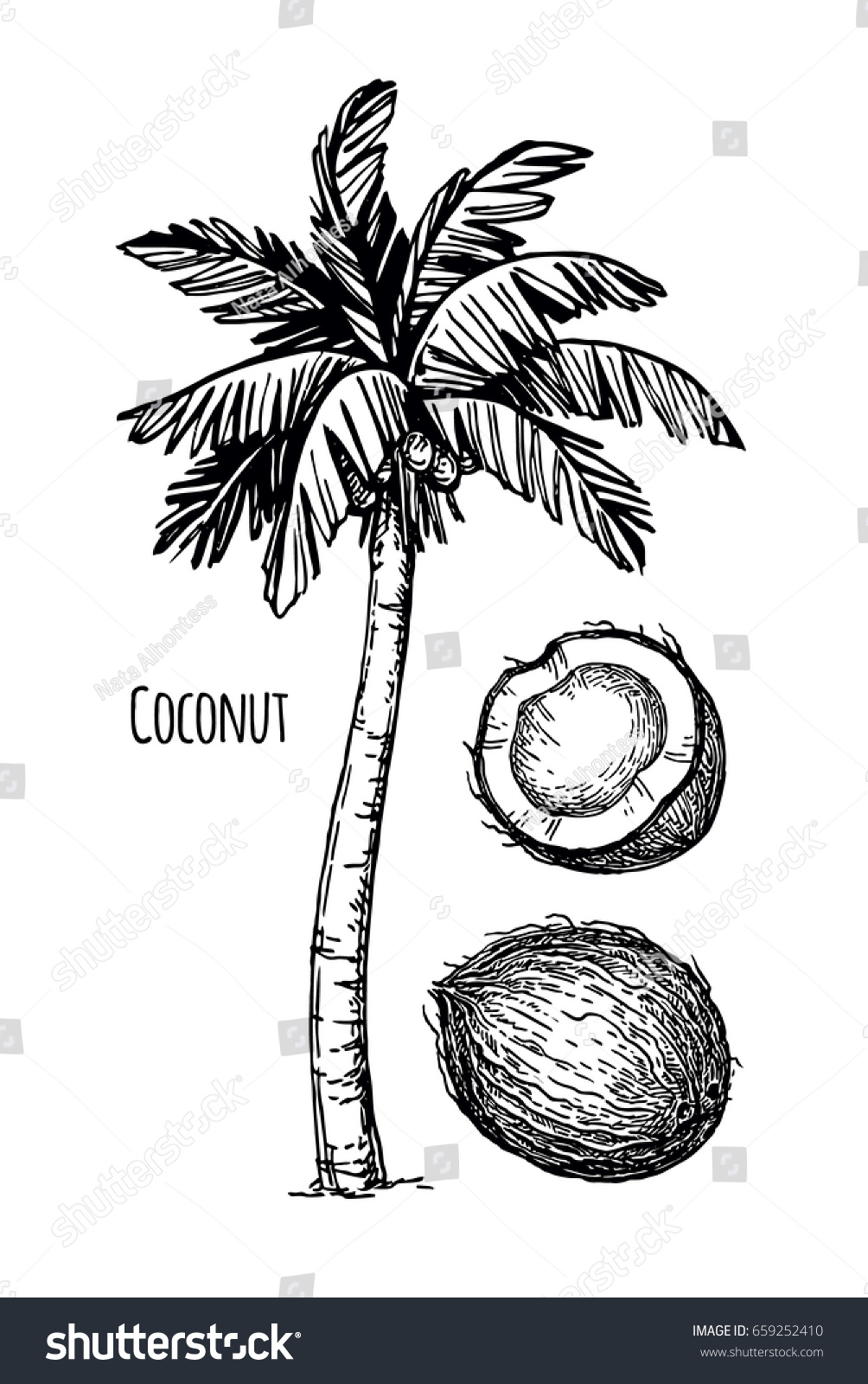 Hand Drawn Vector Illustration Coconut Palm