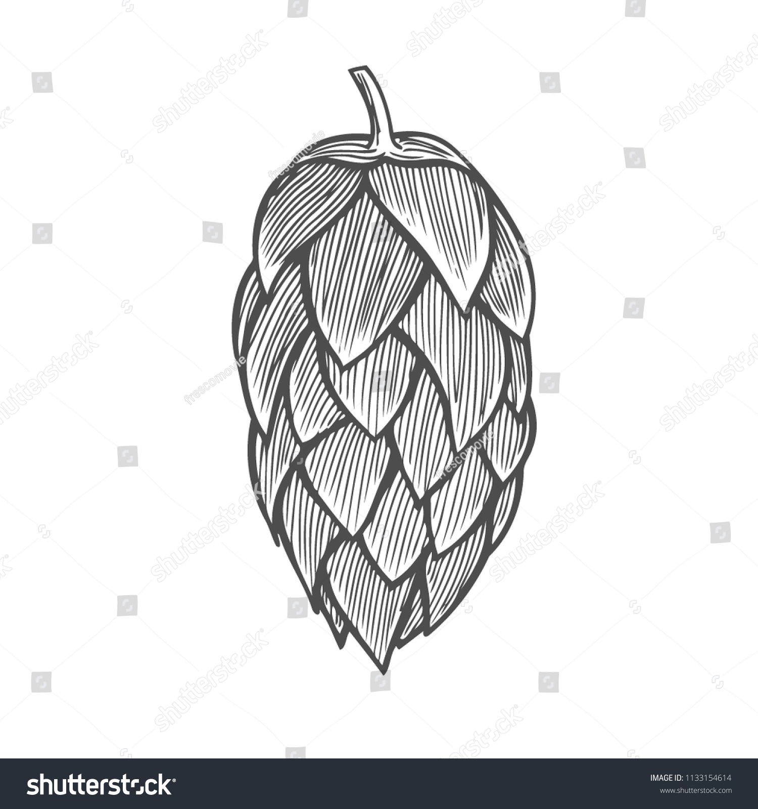 Hand Drawn Vector Illustration Hops Isolated Stock Vector (Royalty Free ...