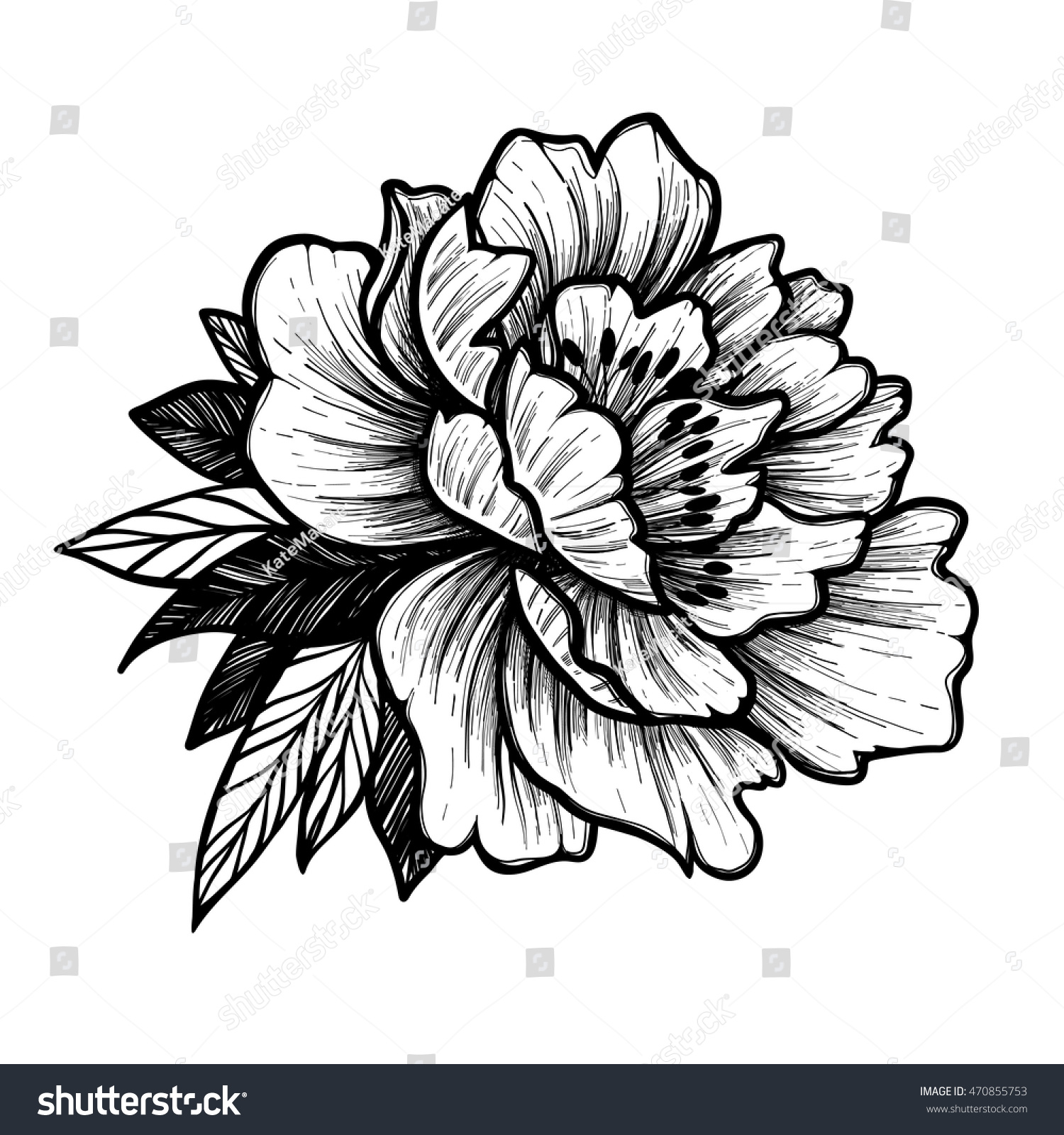 hand drawn vector illustration peony flower stock vector hand drawn vector illustration peony flower stock vector