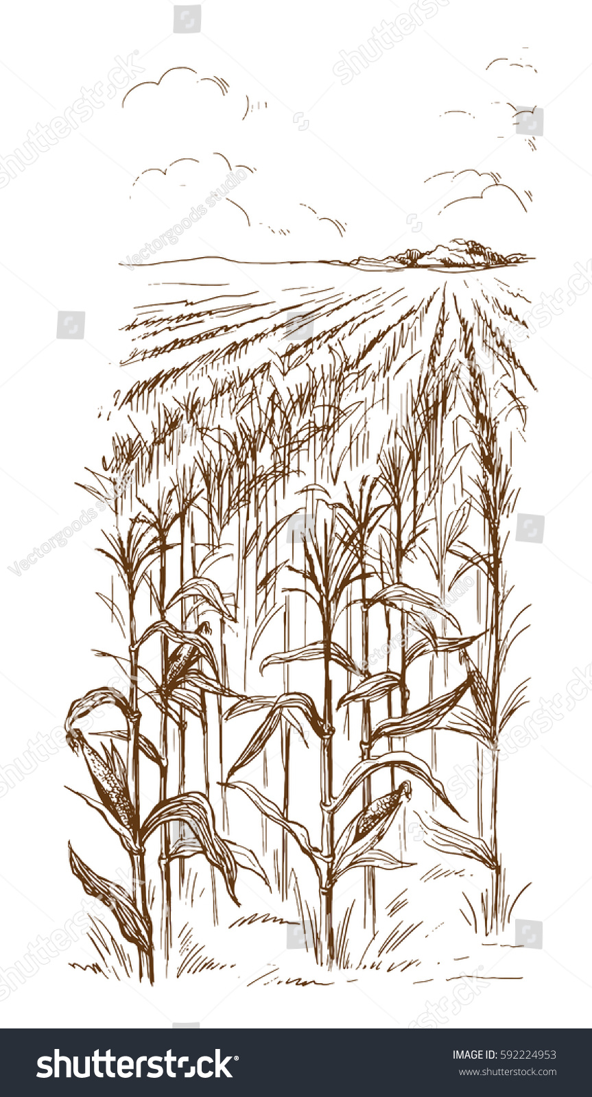 Hand Drawn Vector Illustration Sketch Cornfield Stock Vector (Royalty