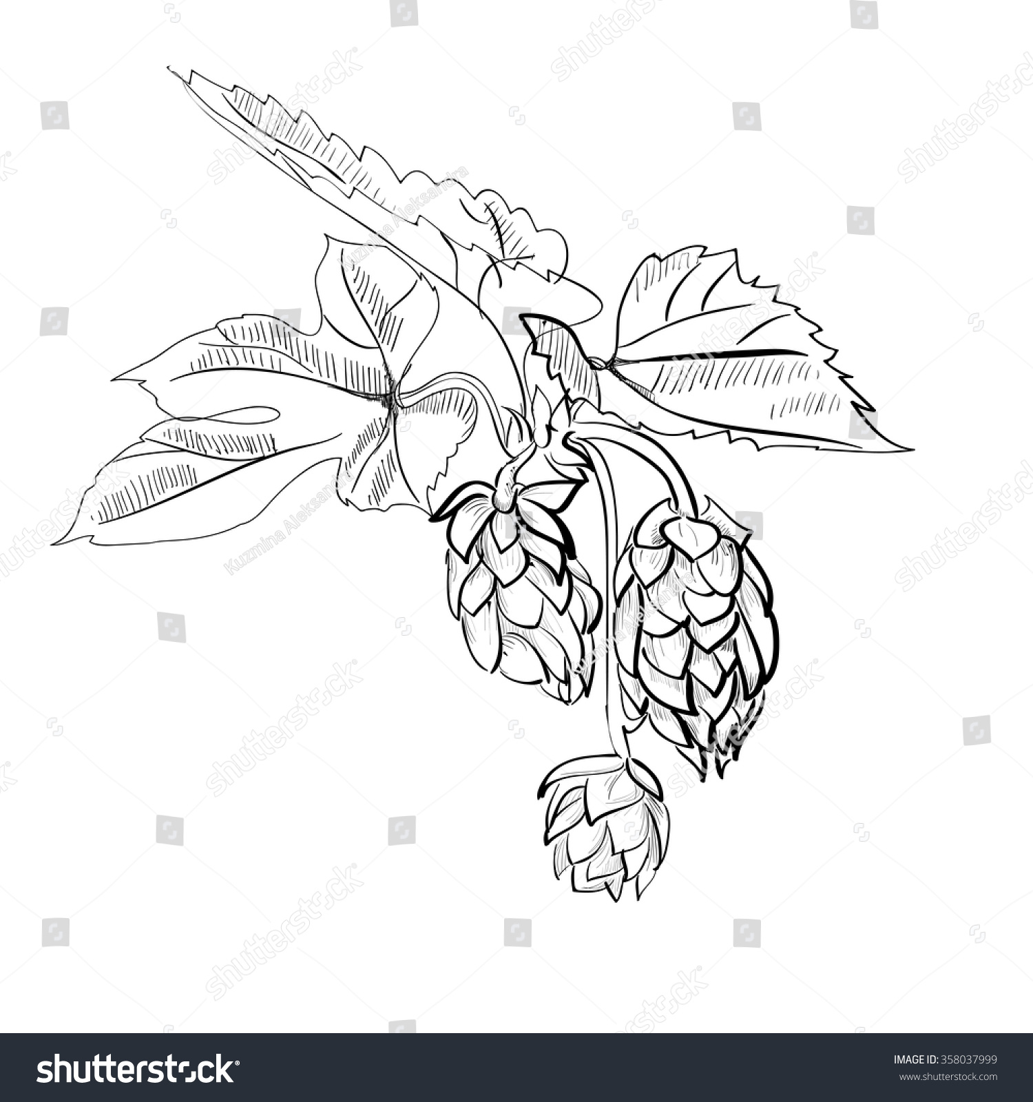 Hand Drawn Vector Illustrations Wild Hops Stock Vector (Royalty Free ...