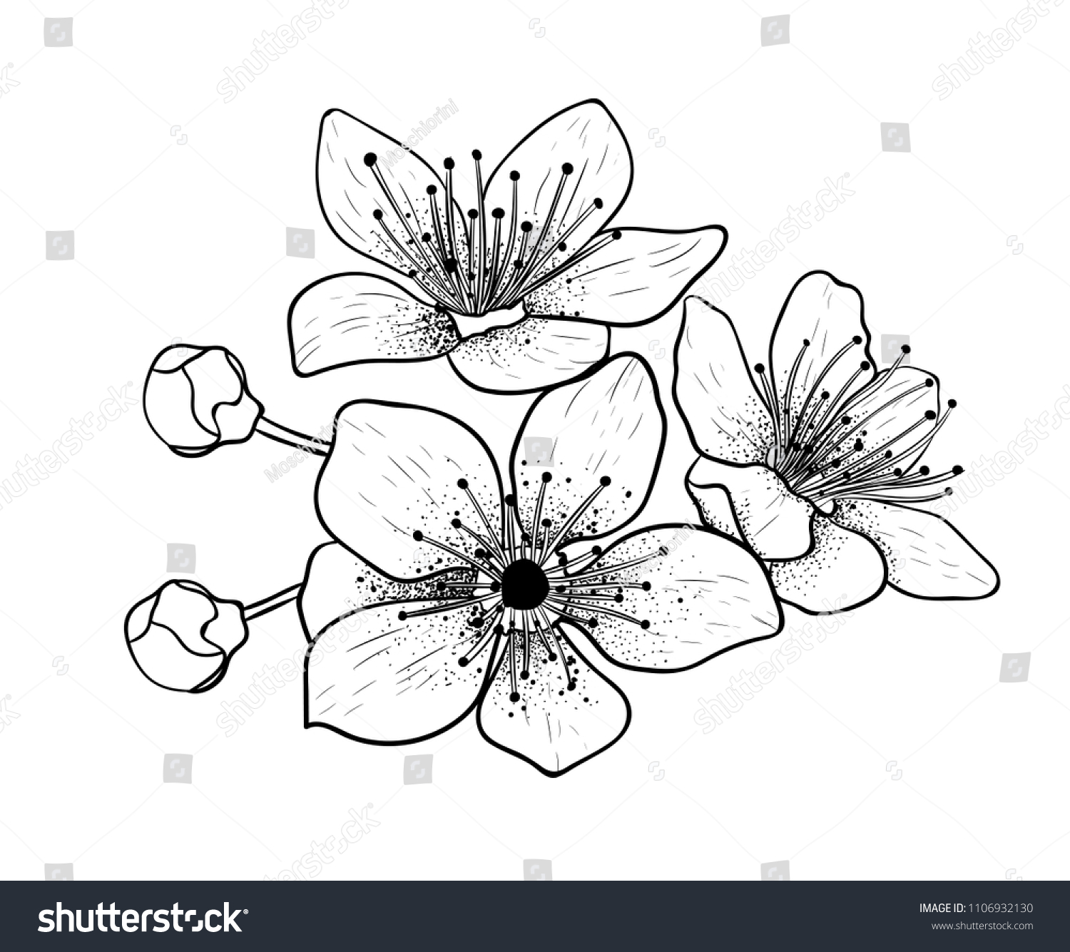 Hand Drawn Vector Illustrations Sakura Outline Stock Vector (Royalty ...