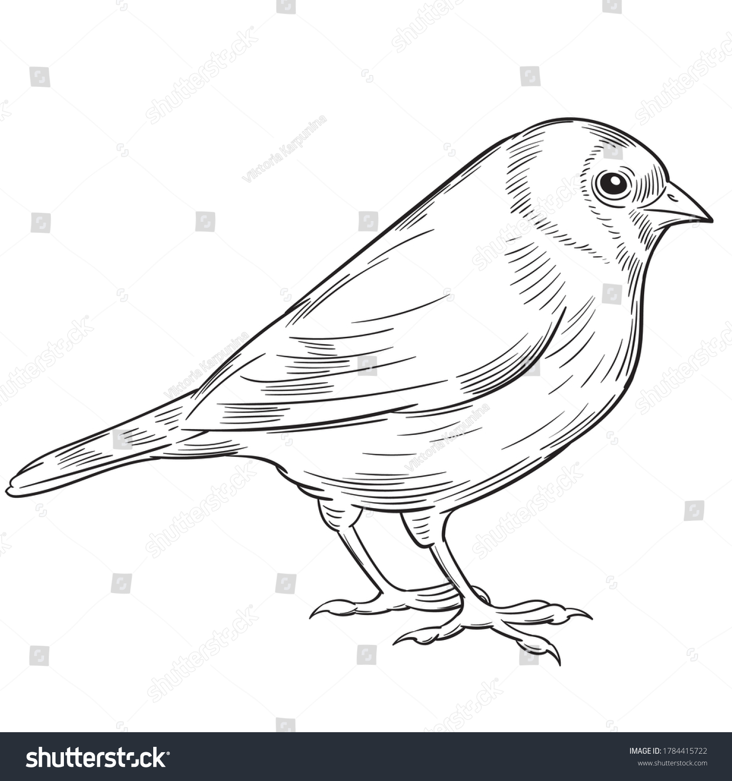 Hand Drawn Vector Goldfinch Isolated On Stock Vector (Royalty Free ...