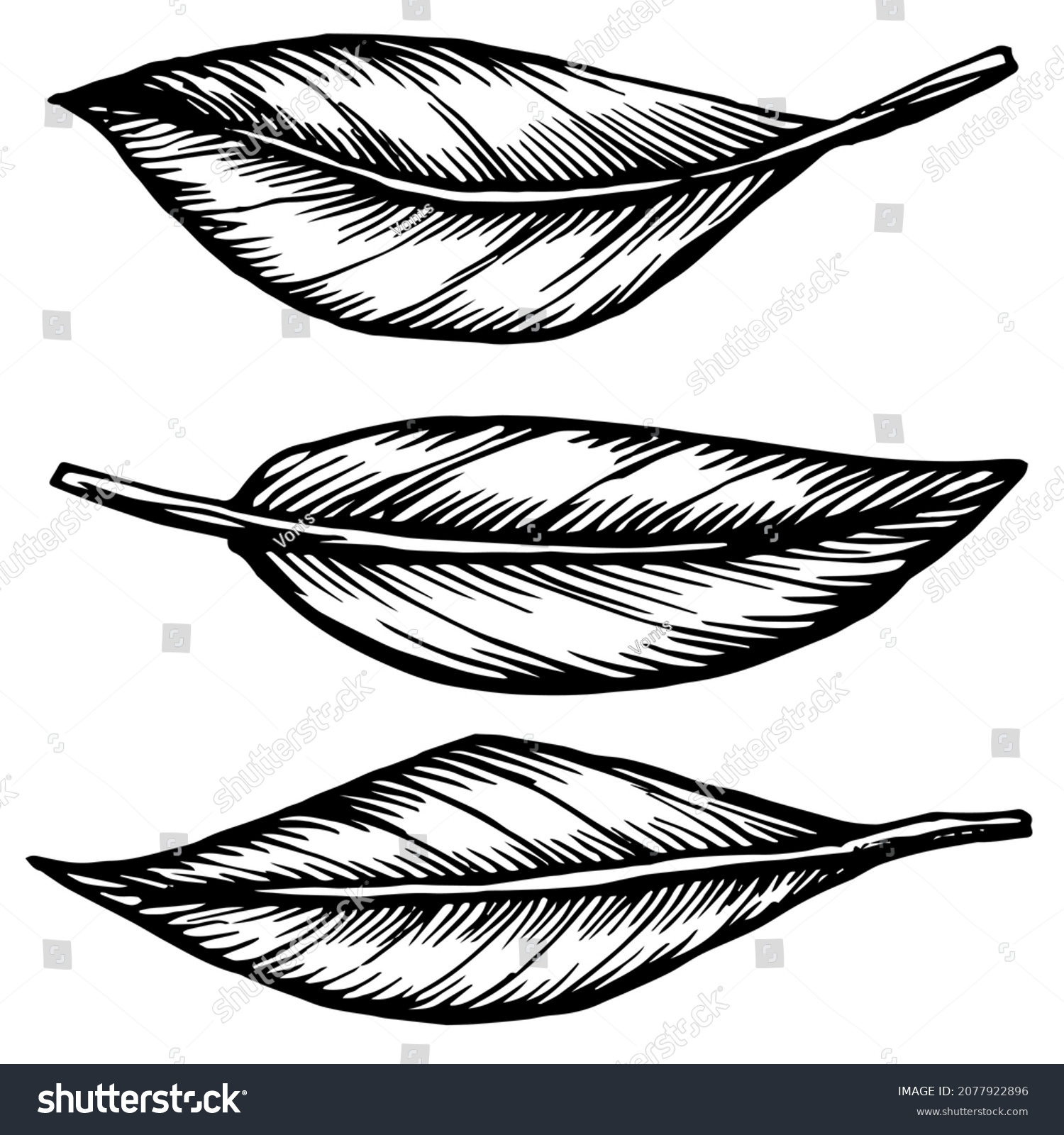 Hand Drawn Vector Outline Black White Stock Vector (Royalty Free