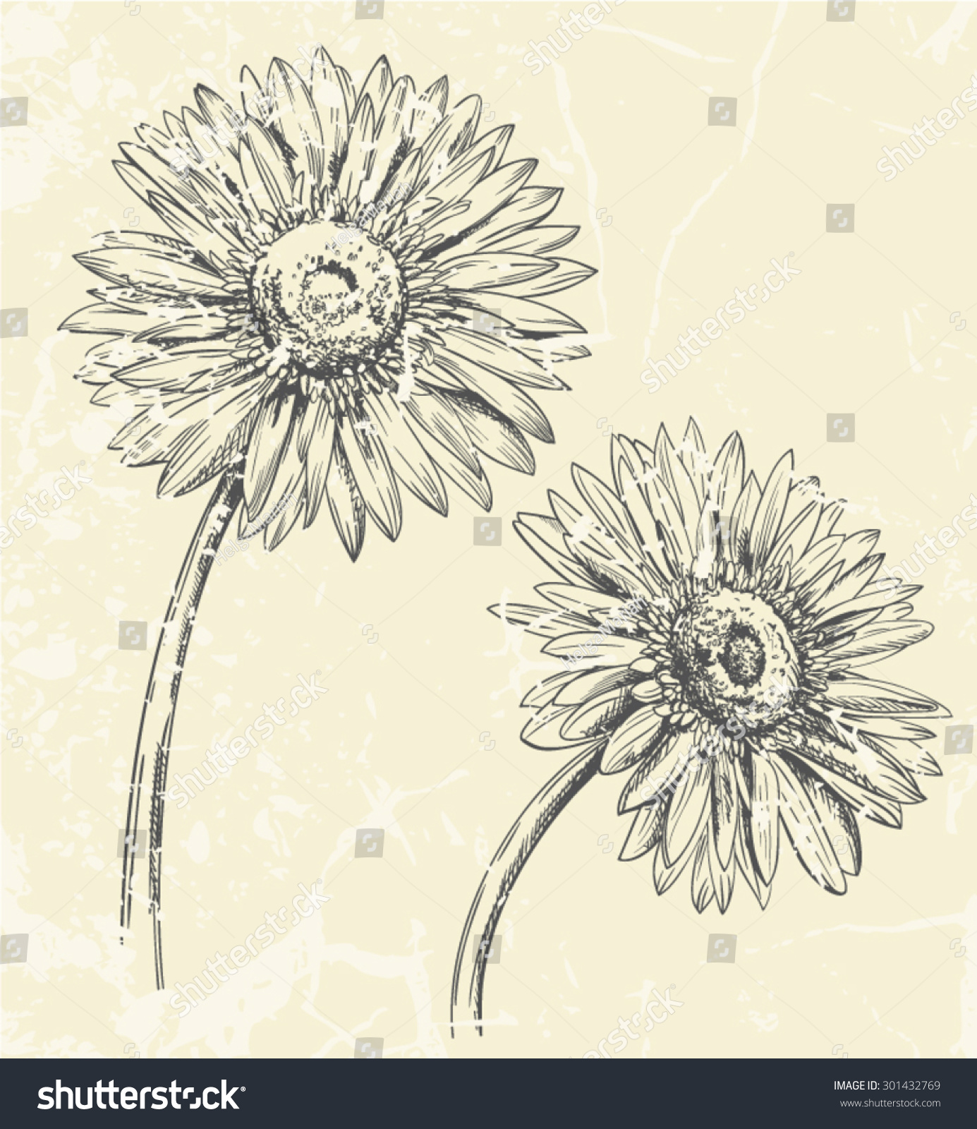 Hand Drawn Vector Pen And Ink Illustration Of Two Gerbera Daisy Flowers ...