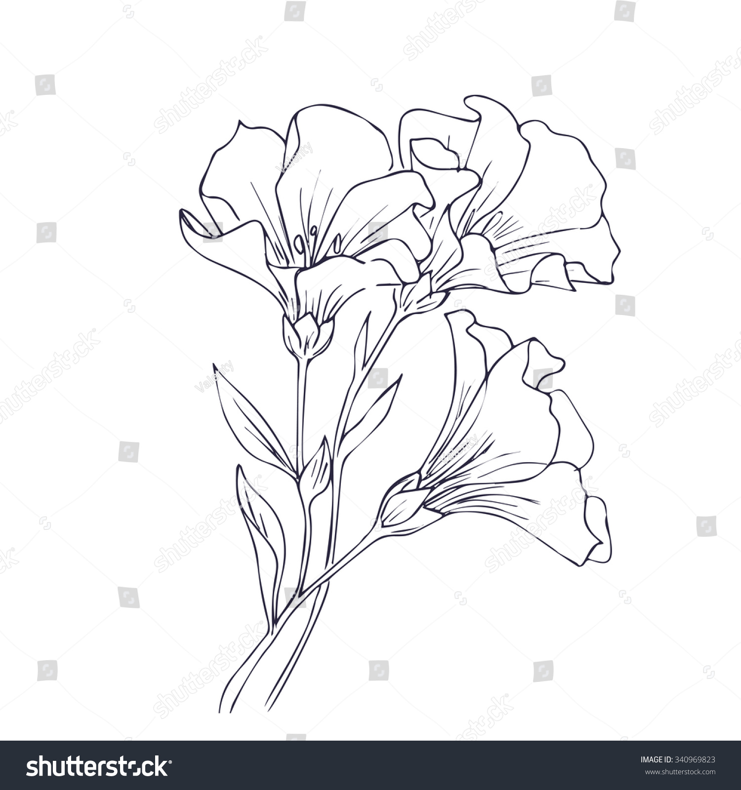 Hand Drawn Vector Flowers Floral Natural Stock Vector Royalty Free