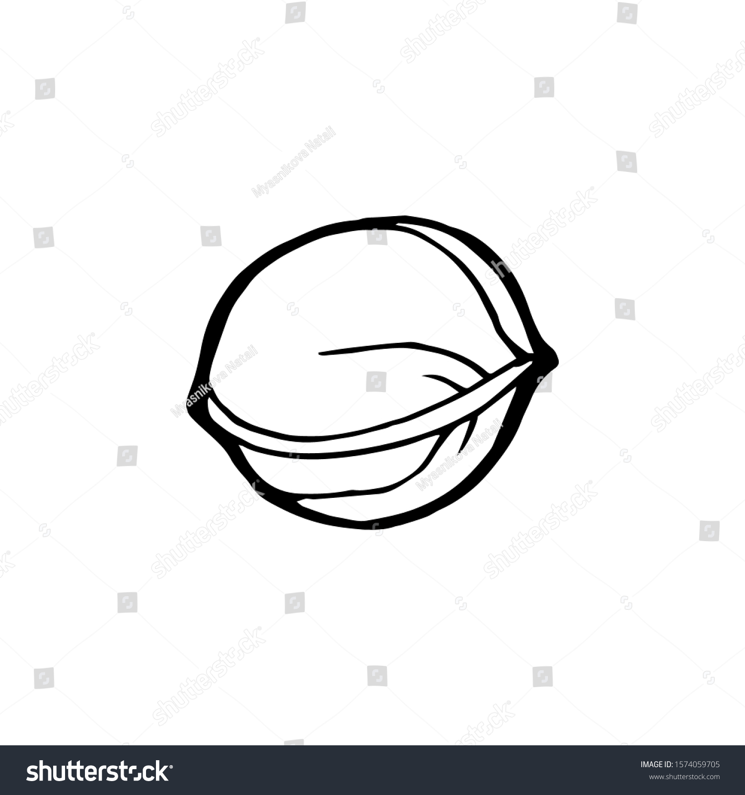 Hand Drawn Walnuts Vector Illustration Isolated Stock Vector (Royalty ...