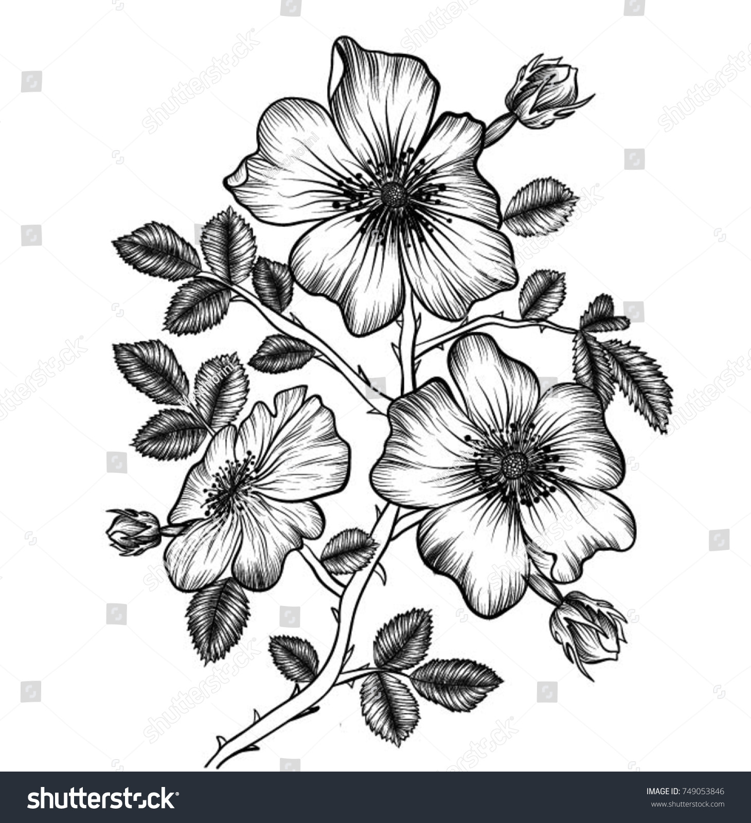 Handdrawn Wild Roses Flowers Drawing Lineart Vector Stock Vector