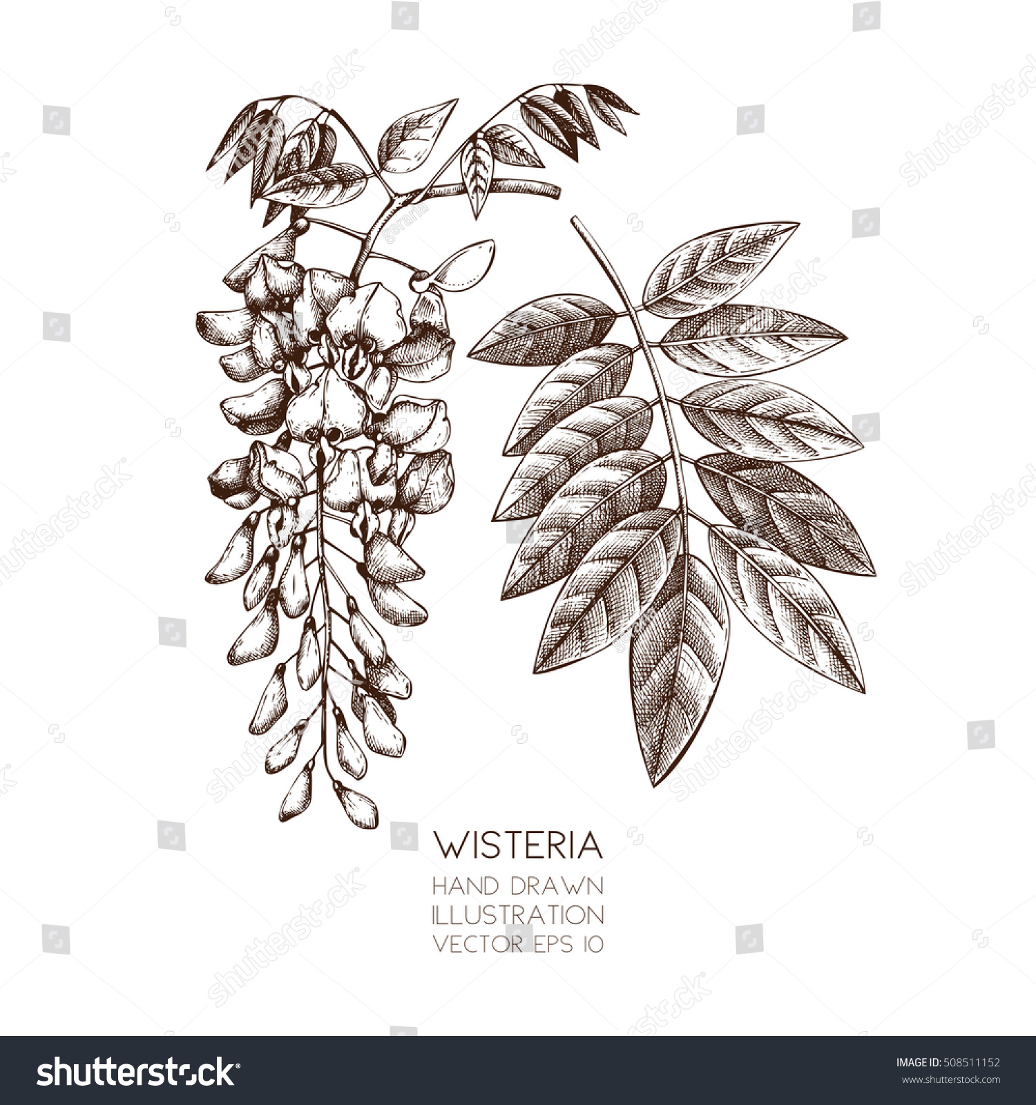 SVG of Hand drawn Wisteria flower illustration. Vector blossomed tree sketch on white background.
Vintage botanical  illustration. svg