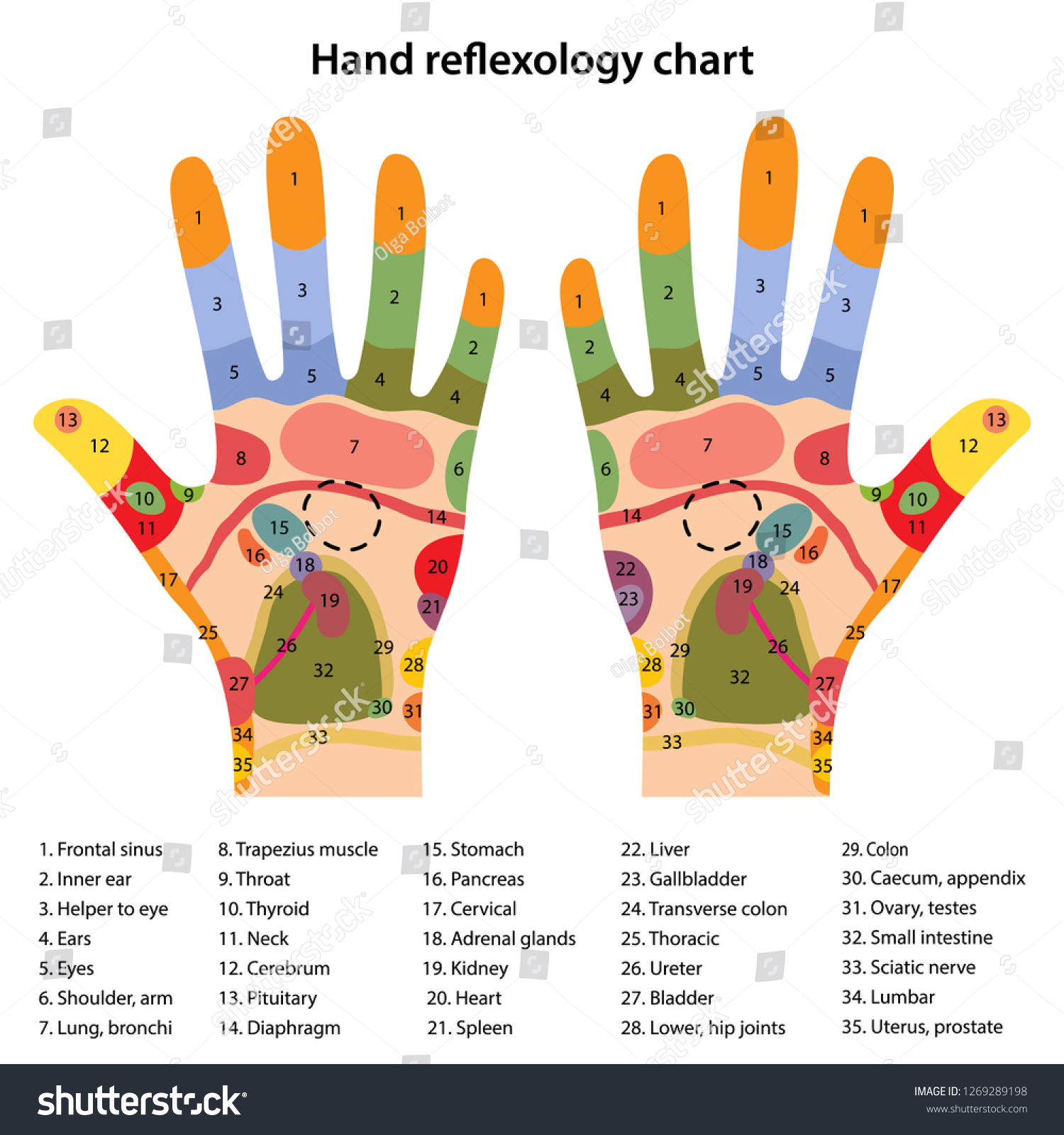 Vektor Stok Hand Reflexology Chart Description Corresponding Internal Tanpa Royalti 1269289198