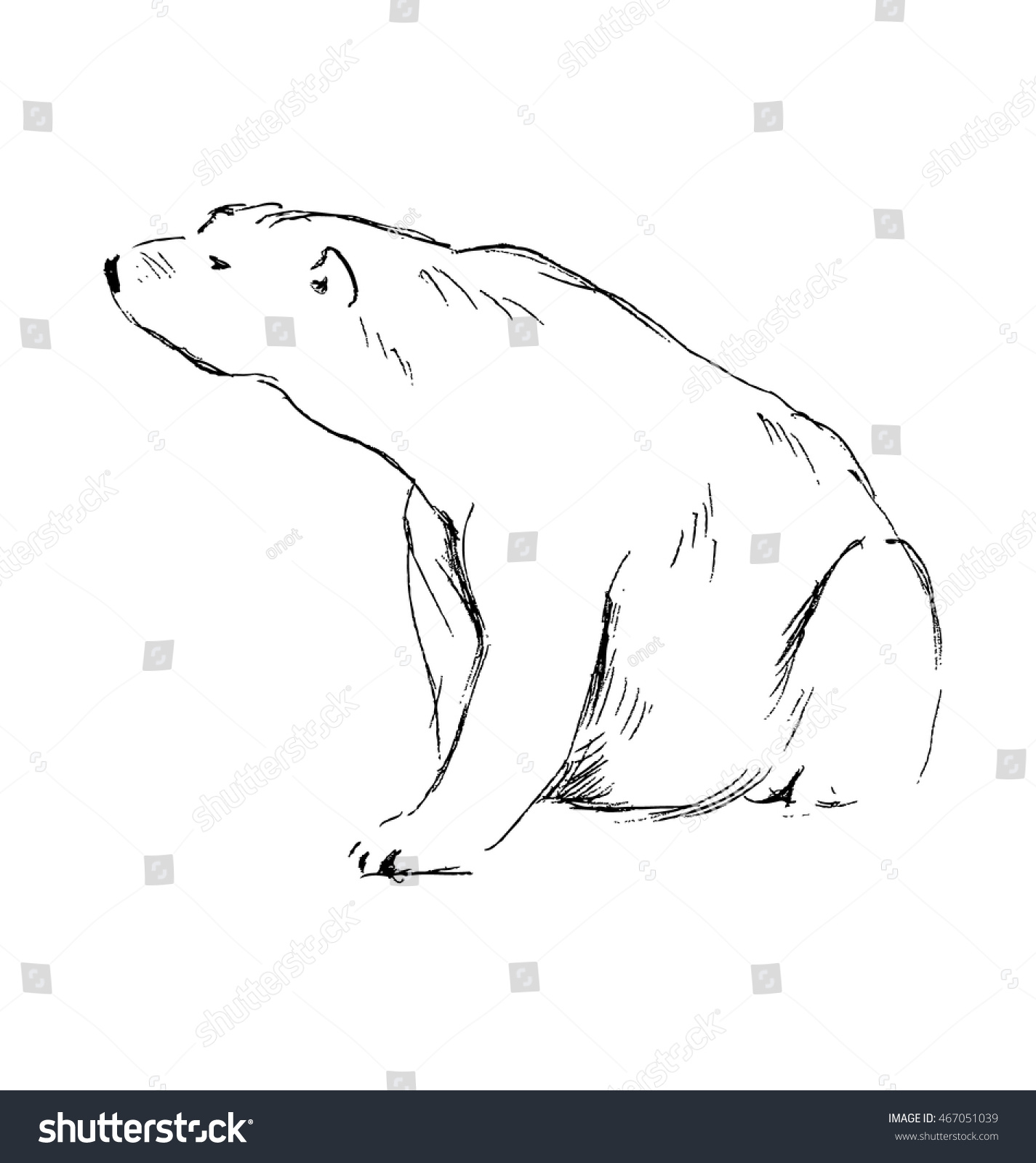 Hand Sketch Sitting Polar Bear Vector Stock Vector (Royalty Free) 467051039