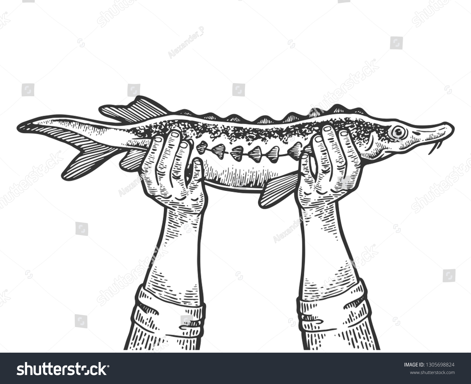 recommend clip art: Hands with sturgeon fish engraving vector illustration. Scratch board style imitation. Black and white hand drawn image.