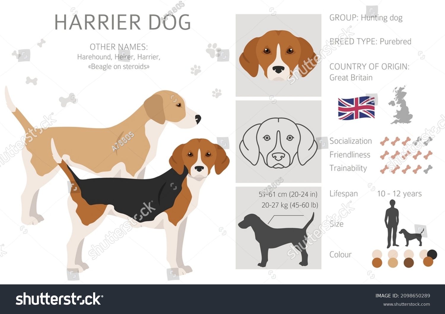 Harrier Dog Clipart Different Poses Coat Stock Vector (Royalty Free ...