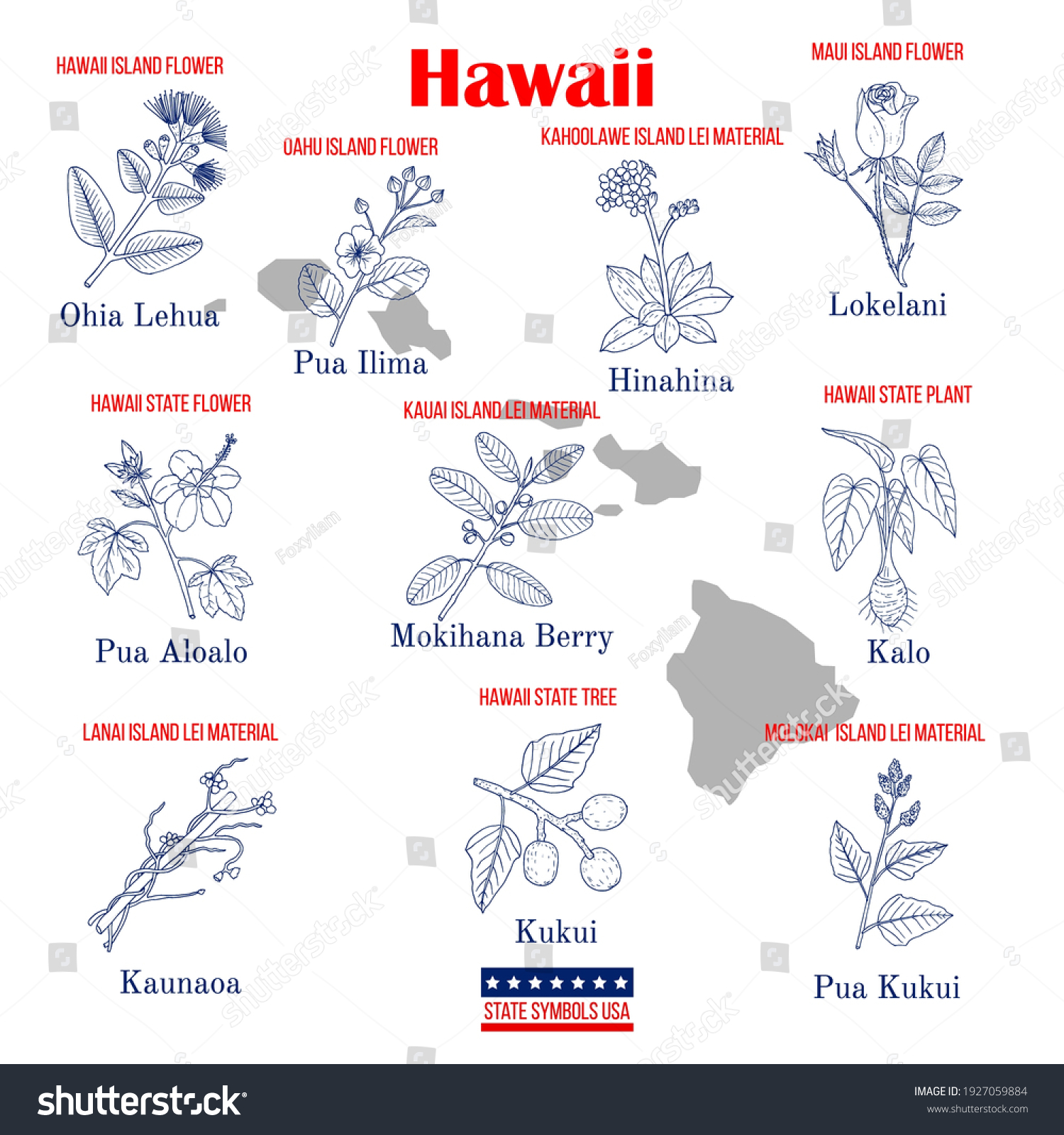 hawaii-set-of-usa-official-state-symbols-vector-image