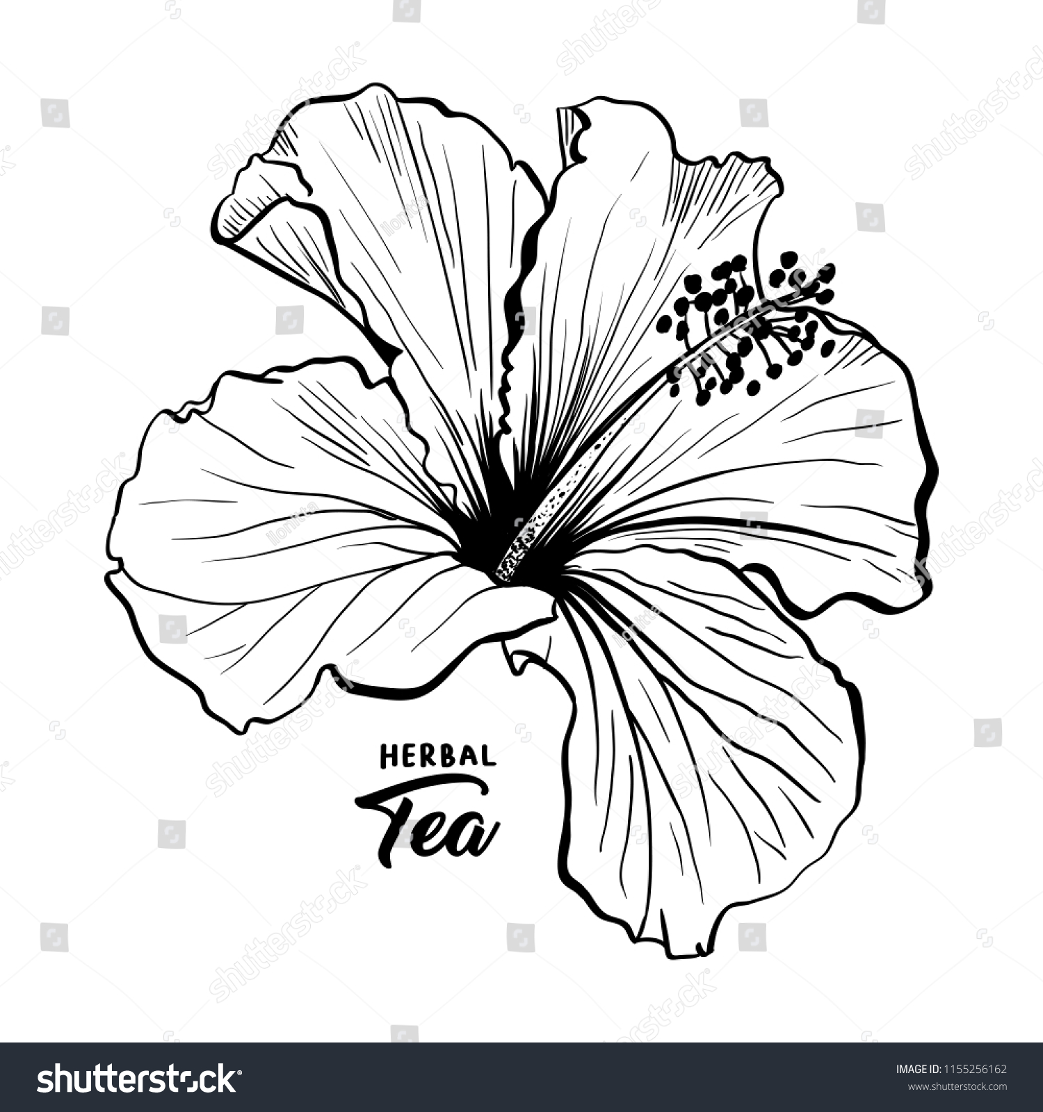 ハワイのハイビスカス香りの花 またはマローチェネーズバラ 花びらを持つ 白黒の植物と植物 熱帯のカルカードやビサップハーブティー クリムゾン フローラ 花と自然のテーマ のベクター画像素材 ロイヤリティフリー