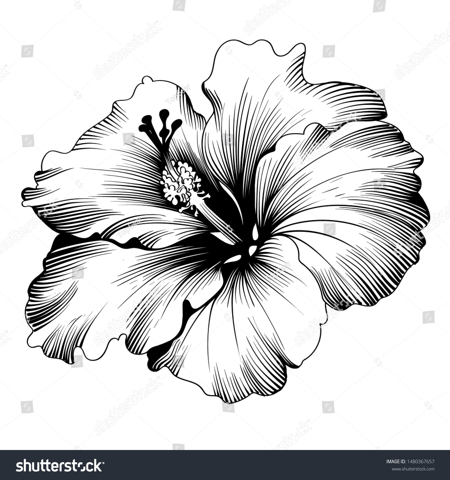 ハワイのハイビスカス香りの花 またはマローチェネーズバラ 花びらを持つ植物と植物 熱帯のカルカードやビサップハーブティー クリムゾン フローラ 花と自然のテーマ のベクター画像素材 ロイヤリティフリー