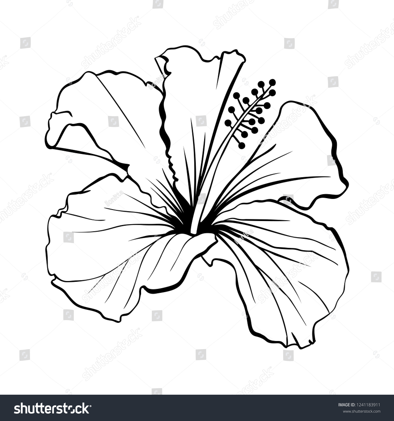 ハワイハイビスカスレーザーカットベクター画像 香りの輪郭の花 モロー シェニーズ ローズ 白黒 植物花びらを持つ植物 熱帯のカルカードまたはビサップハーブティー 深紅の花 のベクター画像素材 ロイヤリティフリー