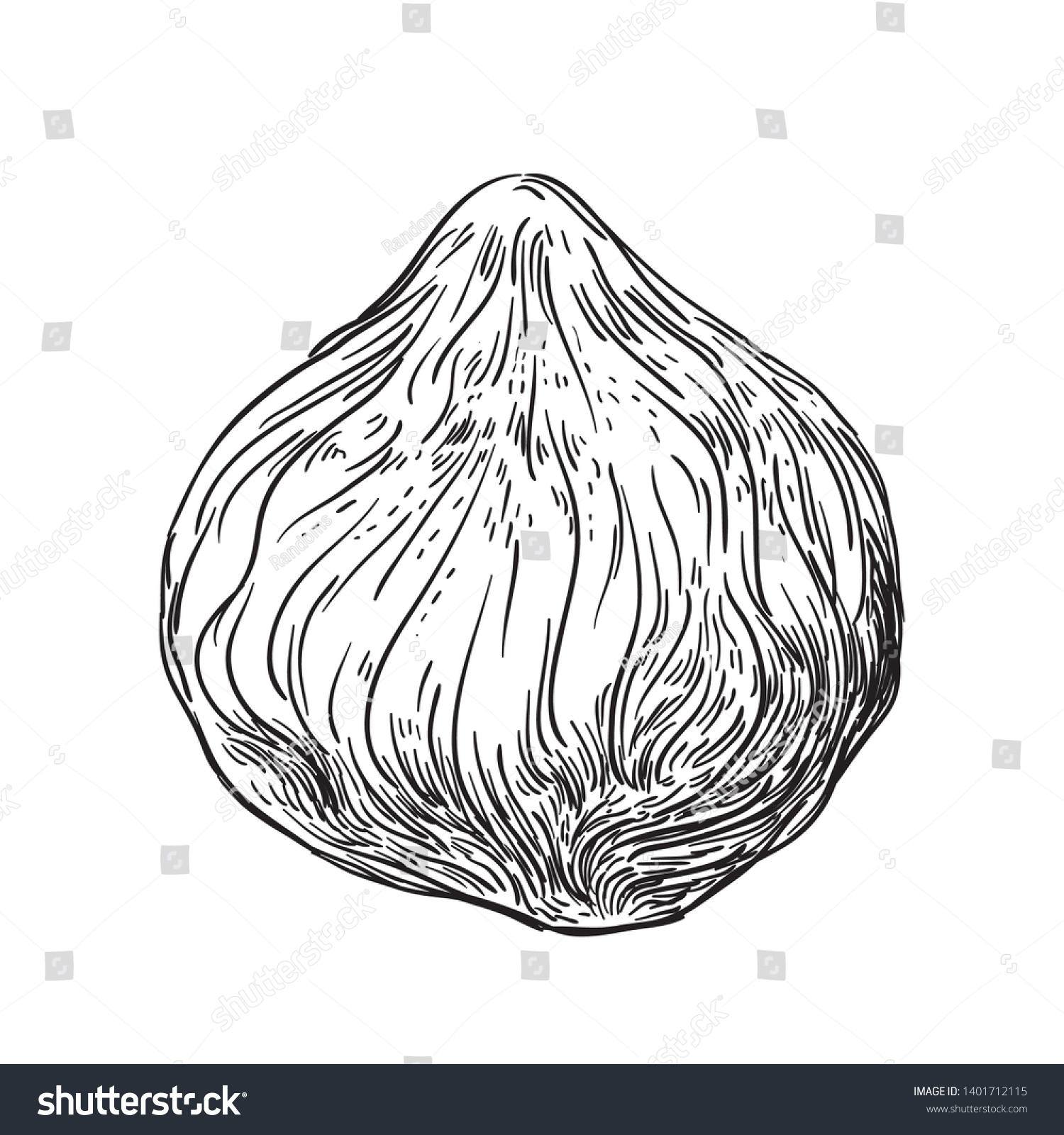 Hazelnut Black White Engraving Vector Illustration Stock Vector ...