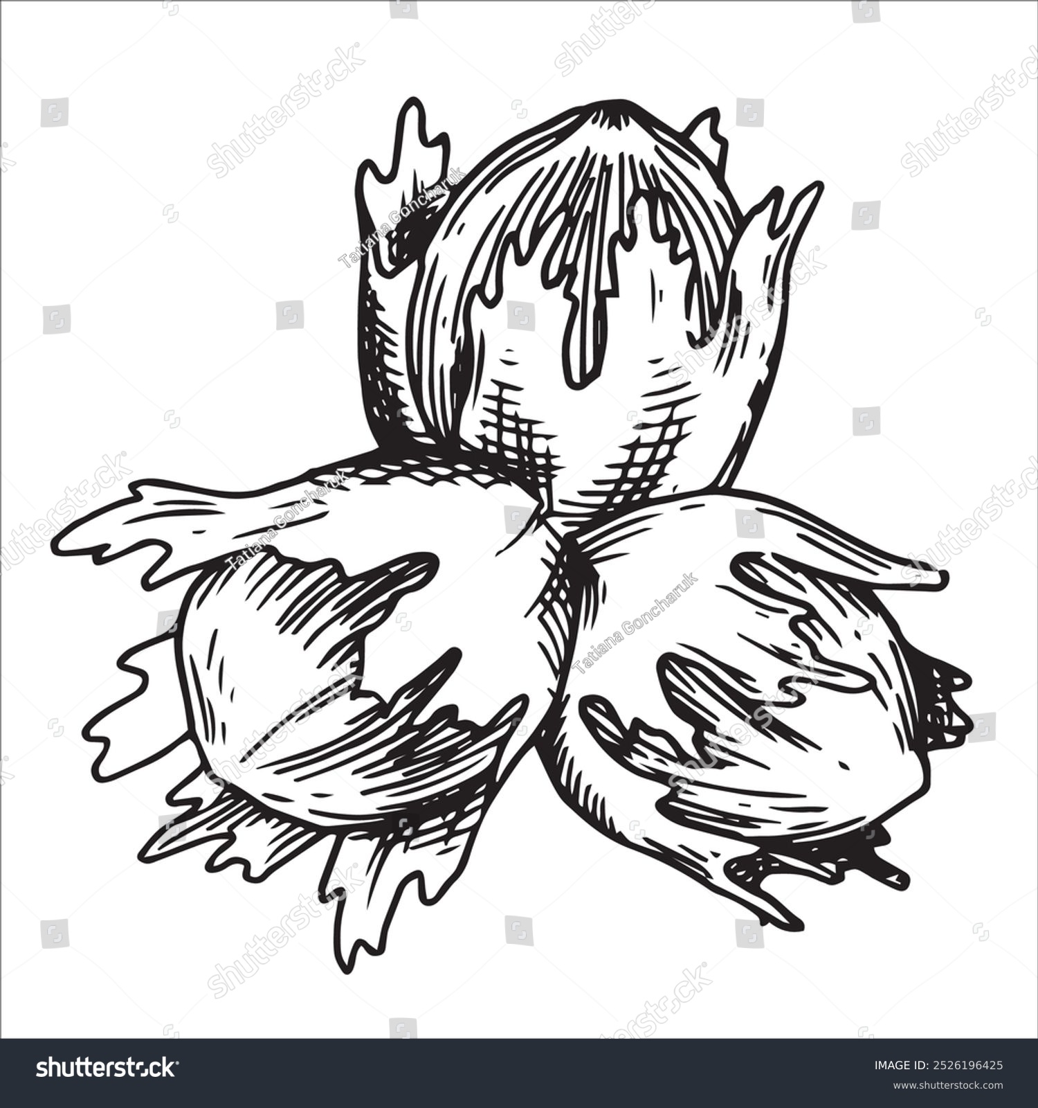 recommend clip art: hazelnut illustration. linear drawing in sketch style