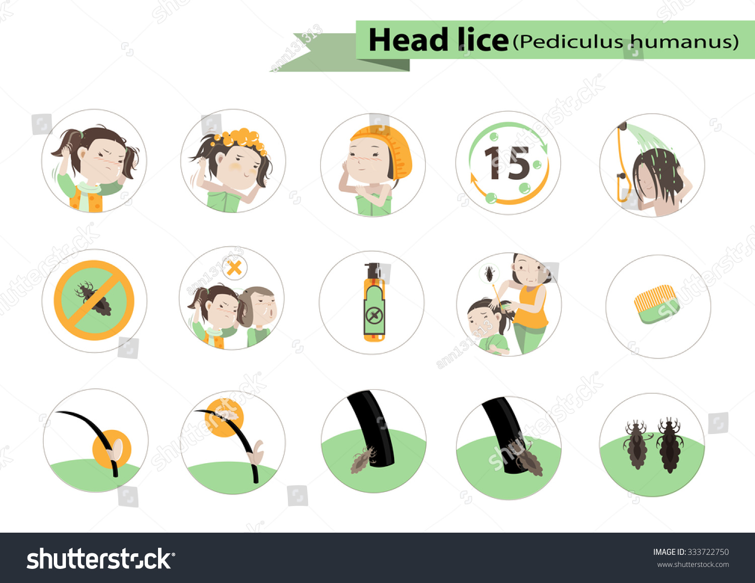 Head Lice Circle Illustration Vector - 333722750 : Shutterstock