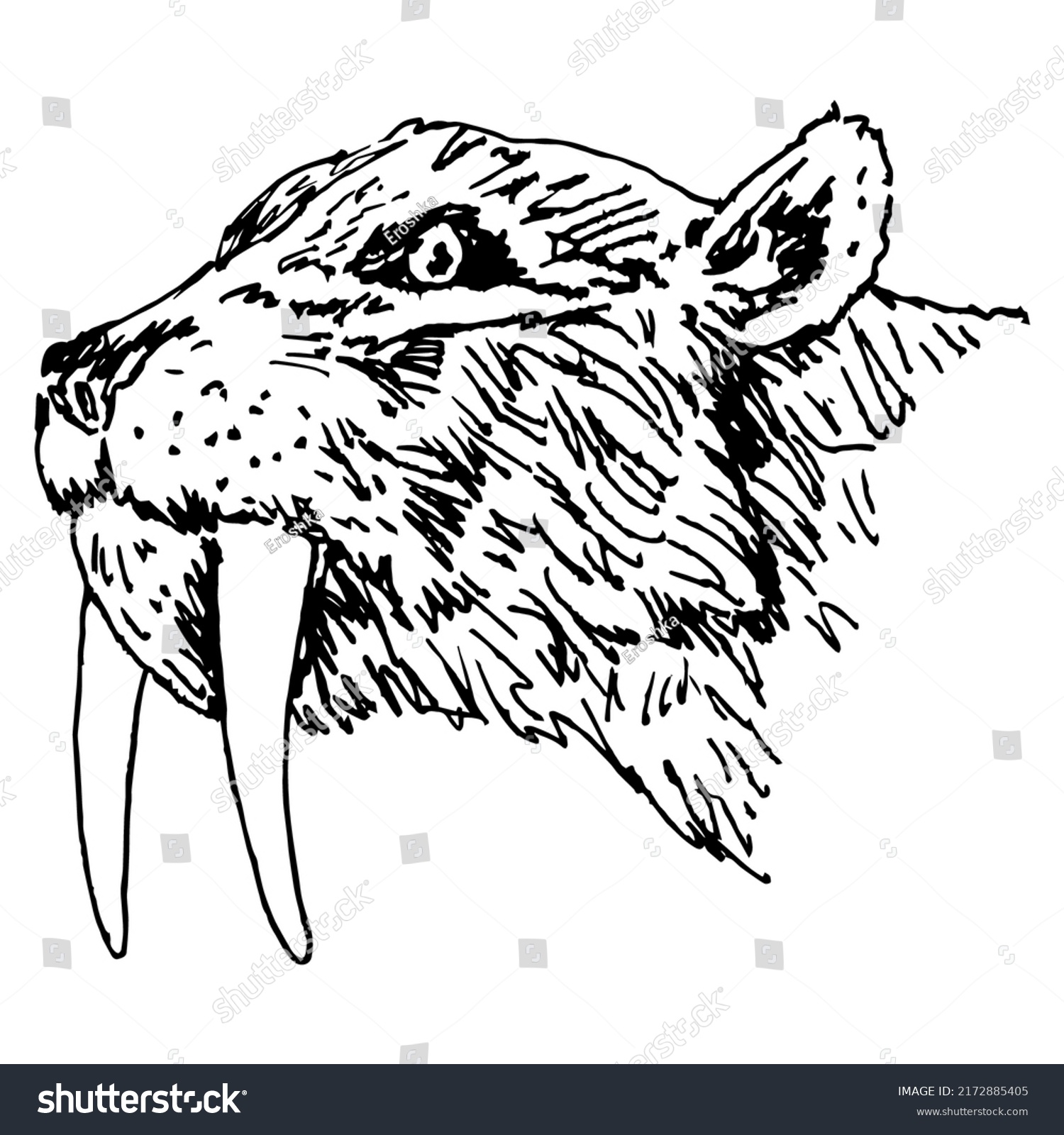 Head Prehistoric Sabertoothed Cat Smilodon Extinct Stock Vector ...