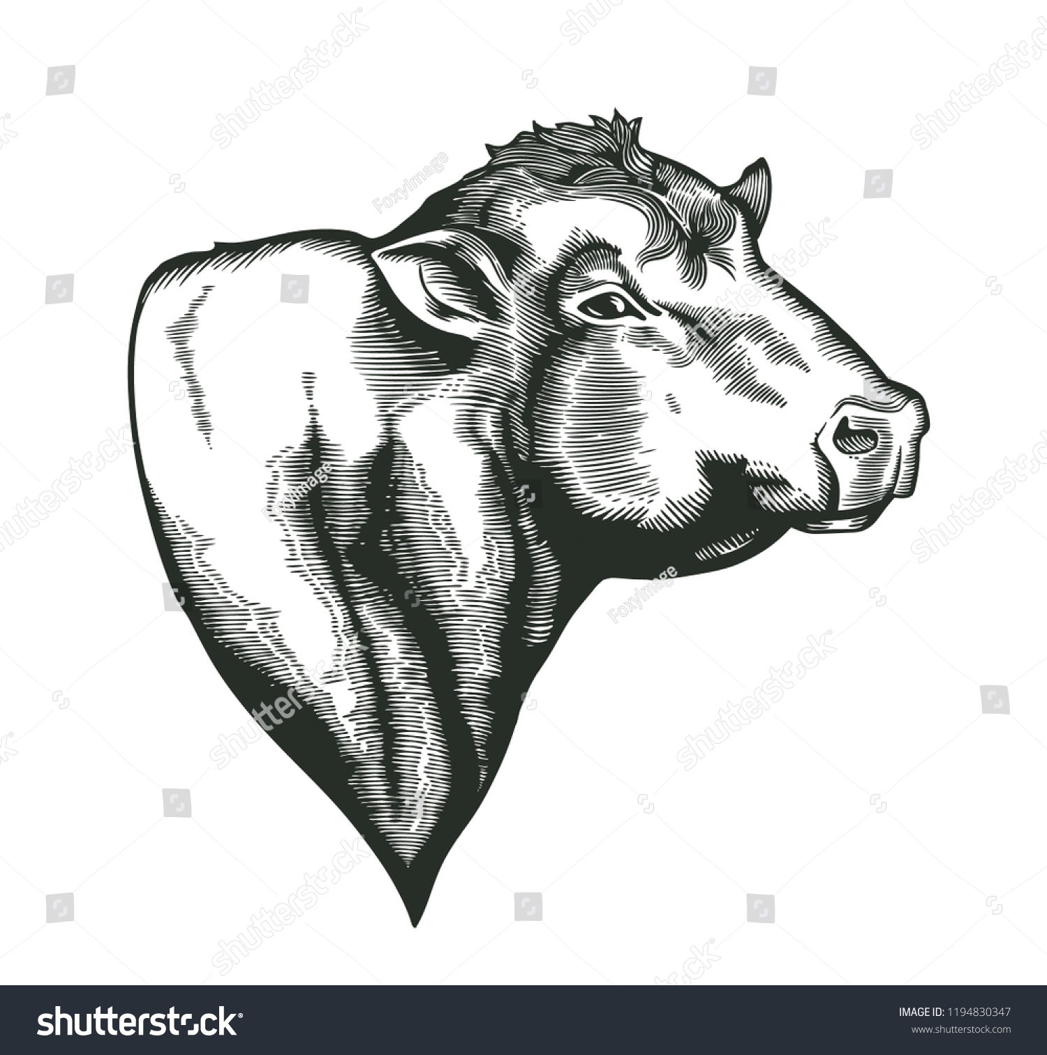 SVG of Head of bull of dangus breed drawn in vintage woodcut style. Farm animal isolated on white background. Vector illustration for agricultural market identity, products logo, advertisement svg