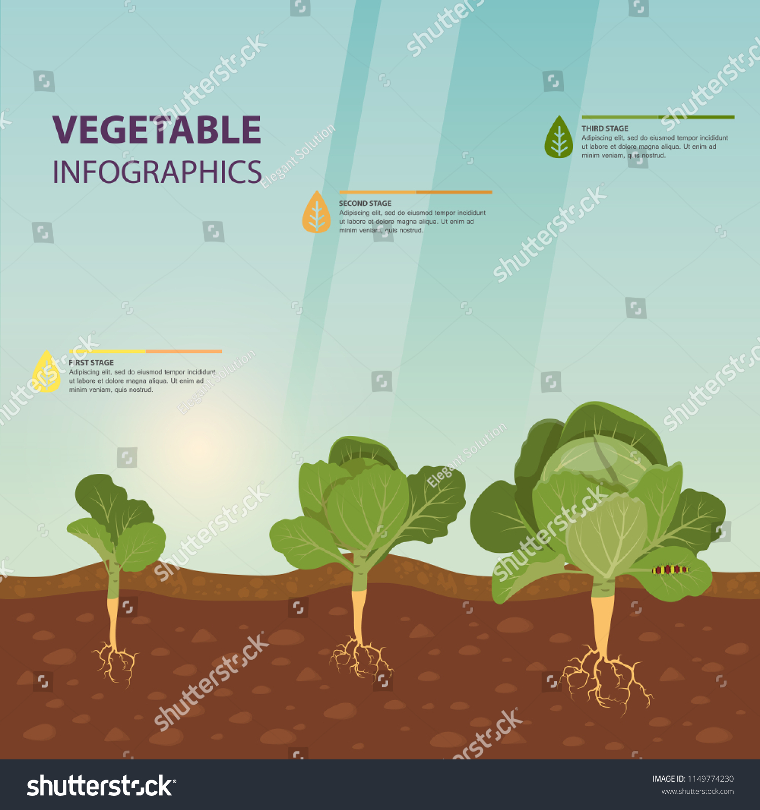 Headed Cabbage Growing Process Infographic Template Stock Vector ...