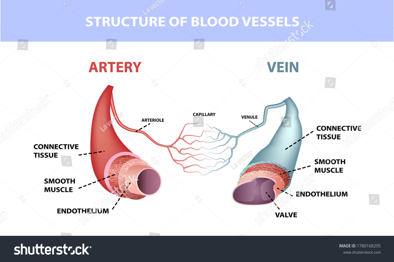 Healthy Artery Vein Anatomy Layers Arteries Stock Vector Royalty Free 1780168205 3294