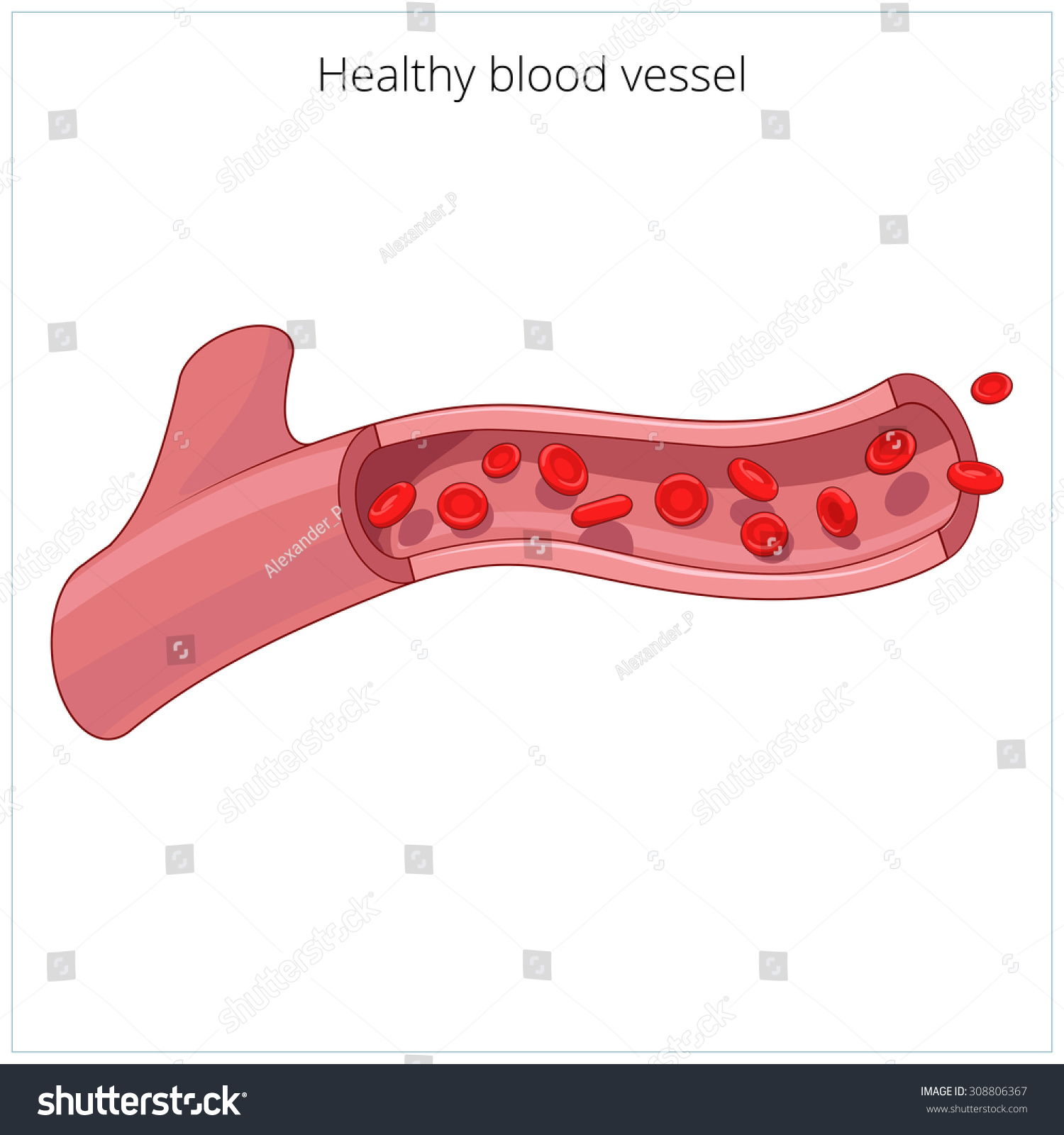 Healthy Blood Vessel Vector Illustration Stock Vector (Royalty Free ...