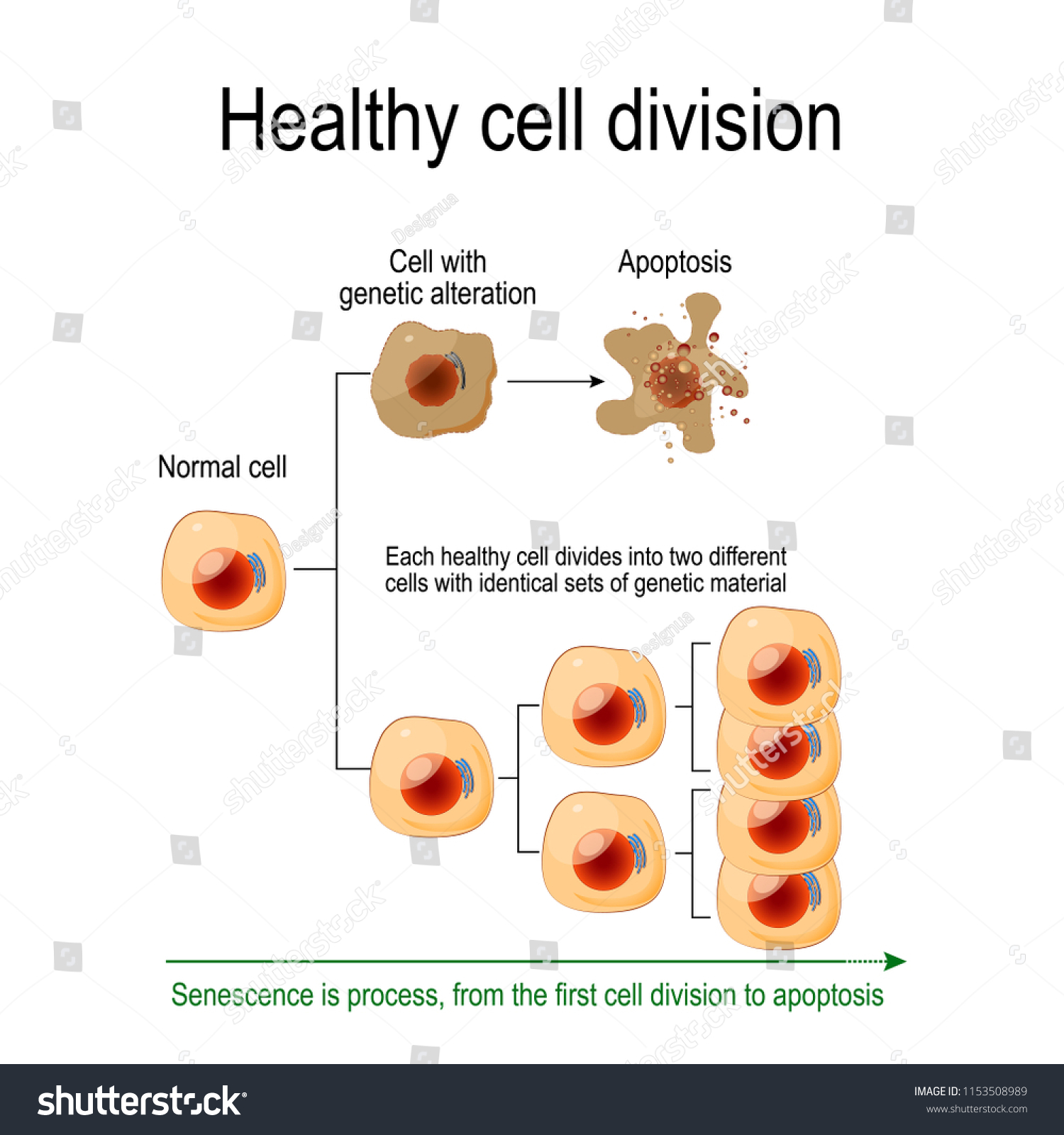 Healthy Cell Division Each Healthy Cell Stock Vector Royalty Free 1153508989