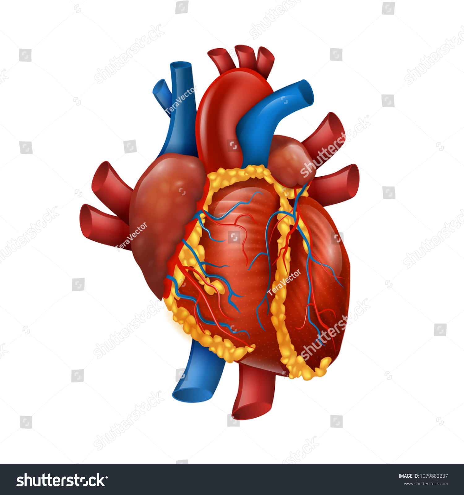 健康な3dのリアルな人の心ベクターイラスト 心臓外科教育のミディシンバナー のベクター画像素材 ロイヤリティフリー