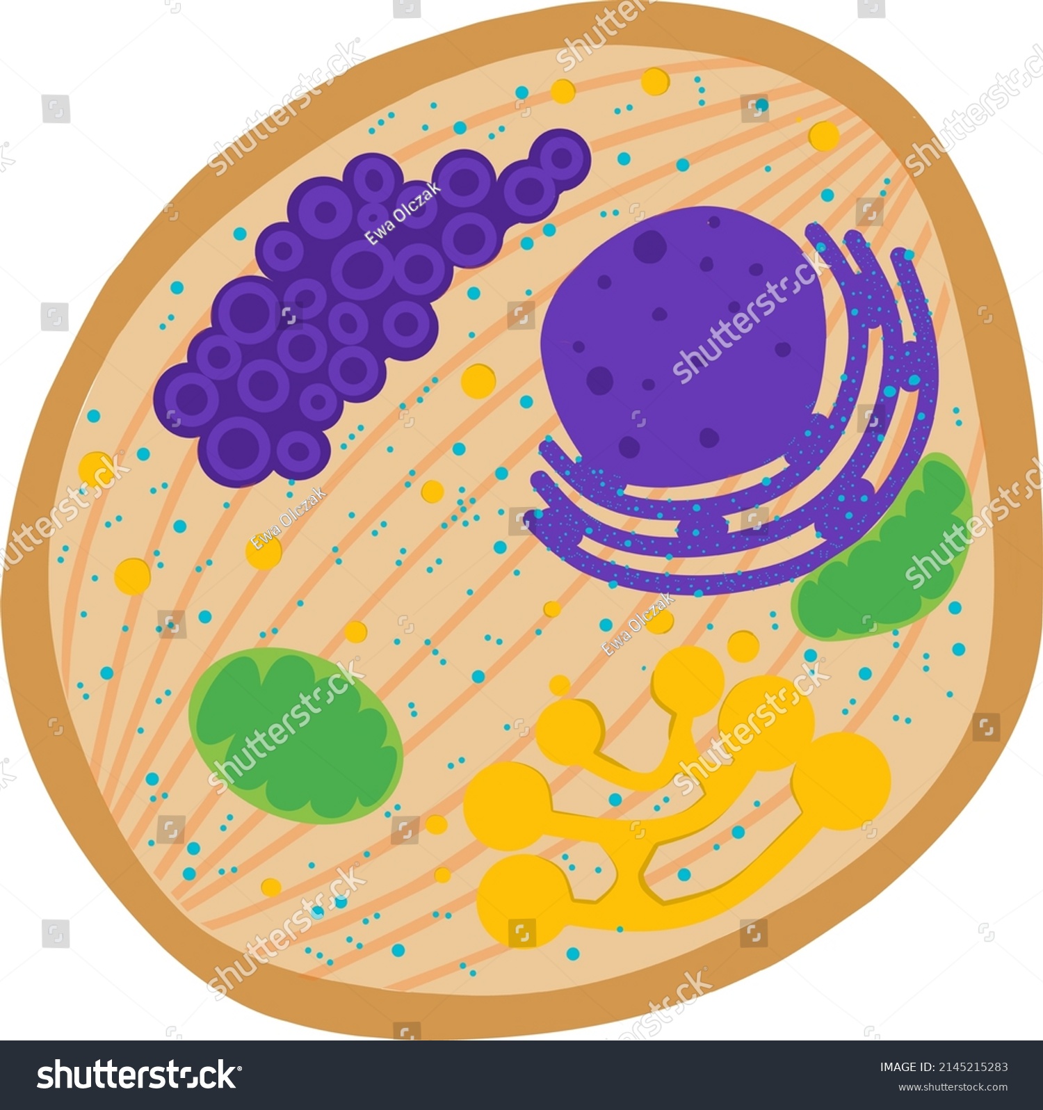 Healthy Eukaryotic Cell Basic Morphology Stock Vector Royalty Free