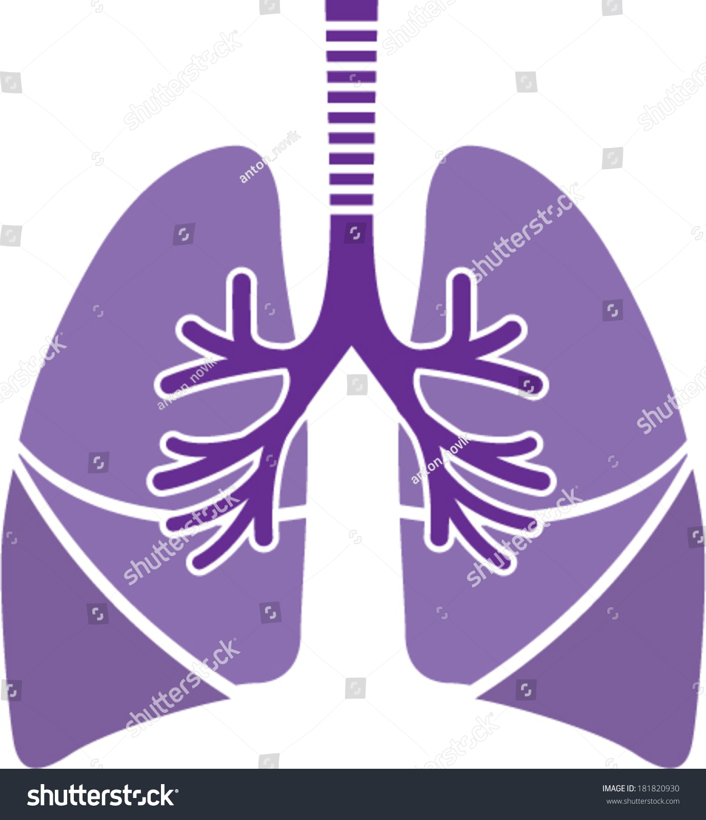 Healthy Lungs Stock Vector Illustration 181820930 : Shutterstock