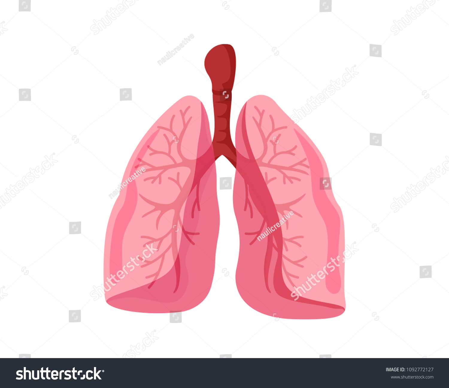 Healthy Lungs Internal Human Organ Illustration Stock Vector (Royalty ...