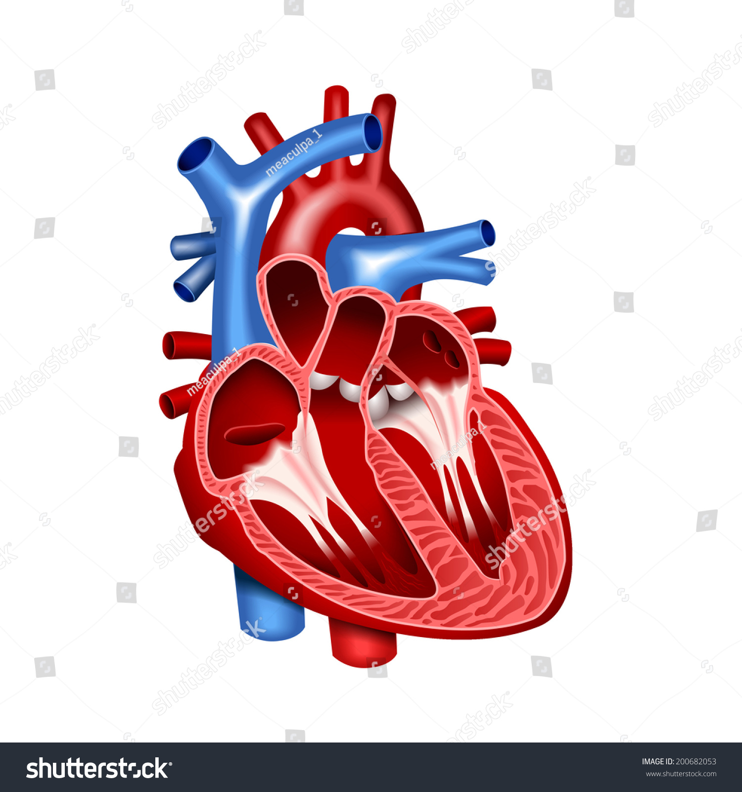 Heart Stock Vector 200682053 : Shutterstock