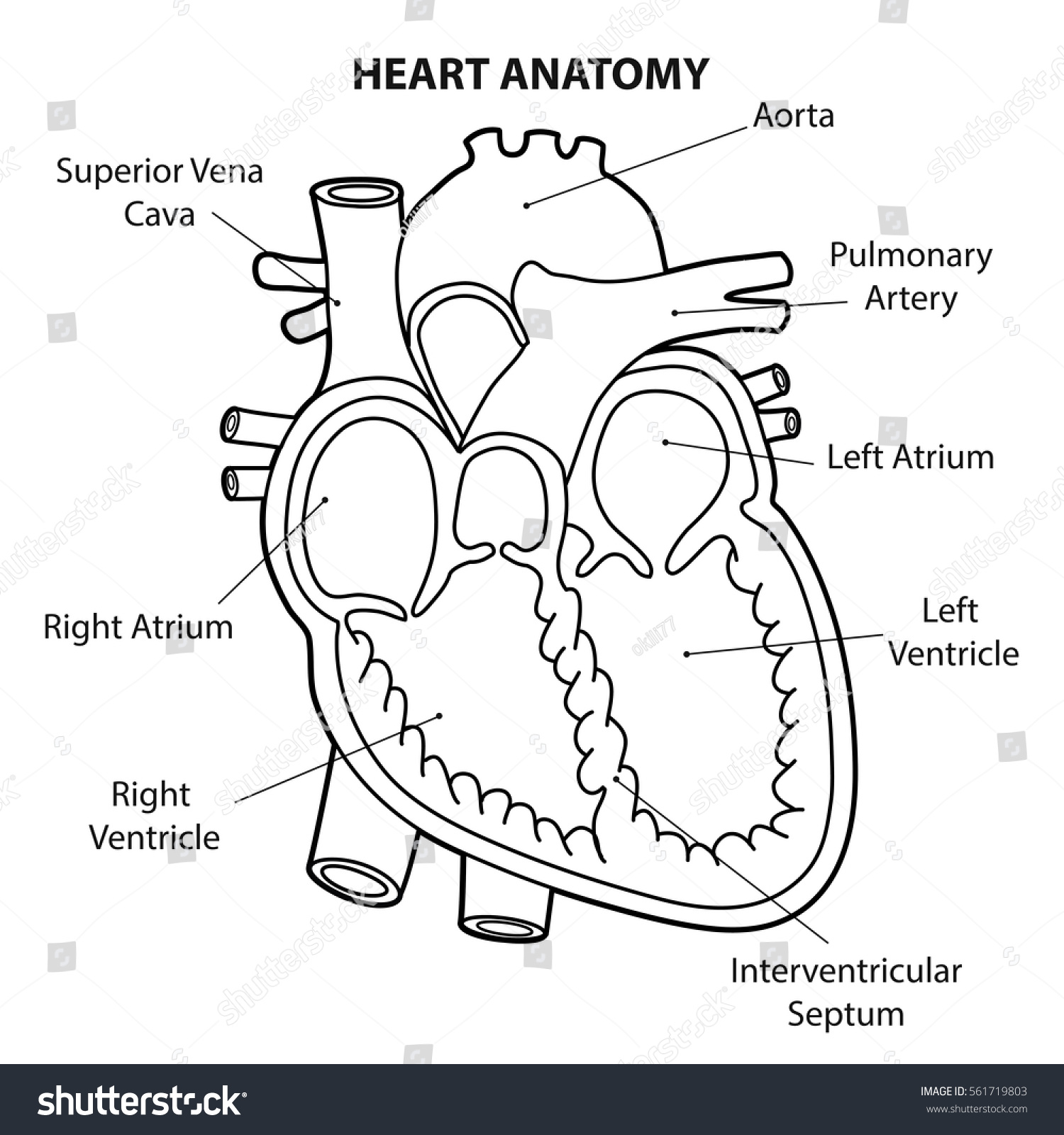 Free Free Heart Anatomy Svg 173 SVG PNG EPS DXF File